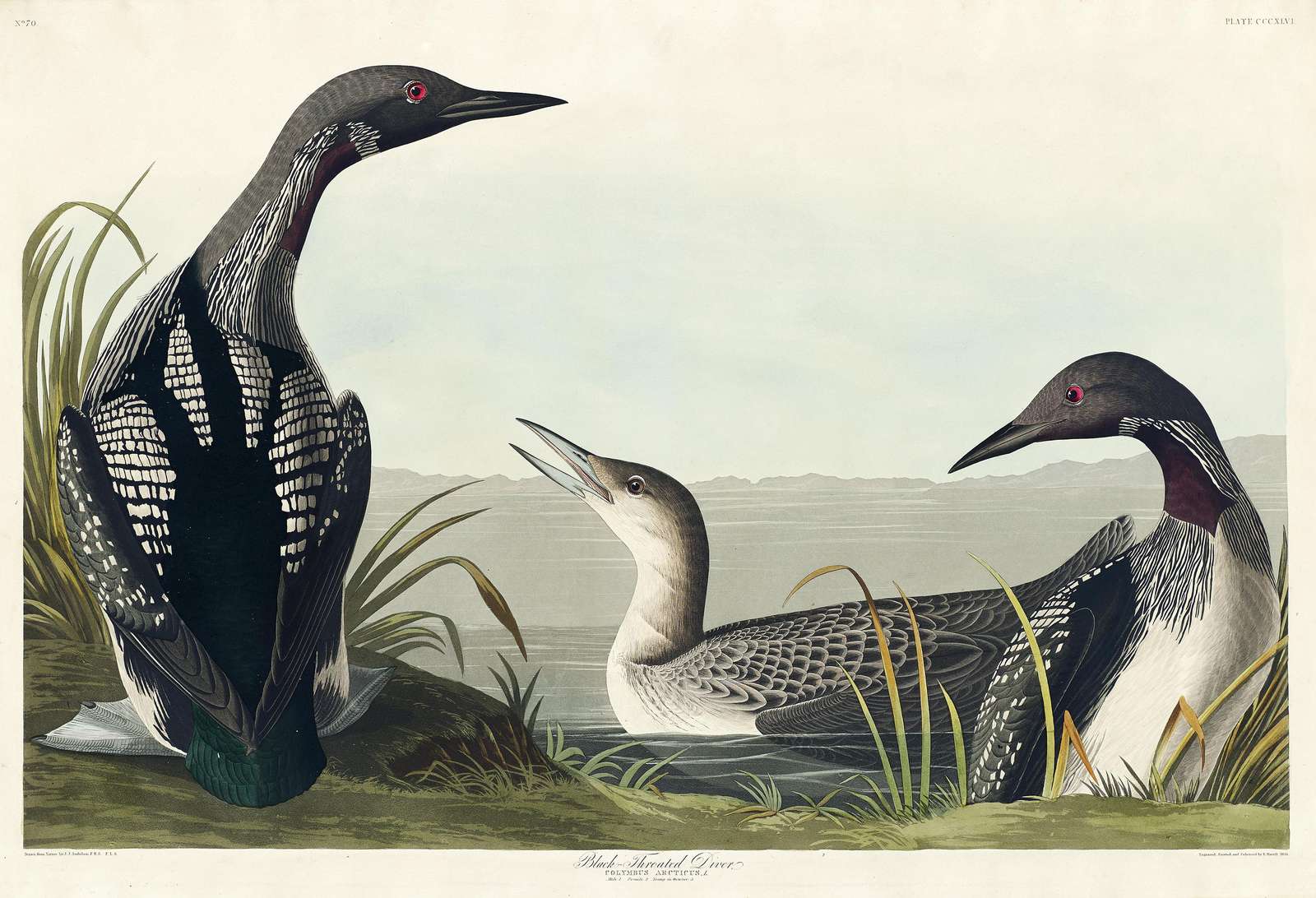 Black-Throated Loon Vintage Bird Art Wall Art