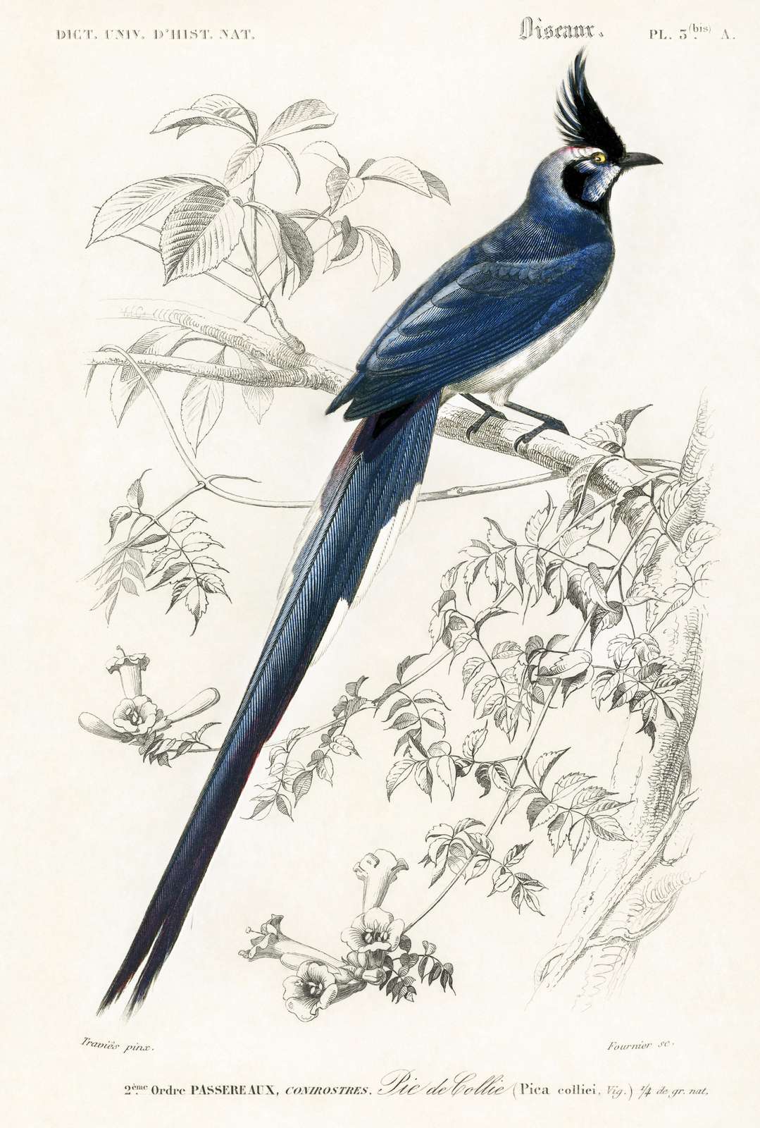 Blue Crested Jay Vintage Bird Art Wall Art