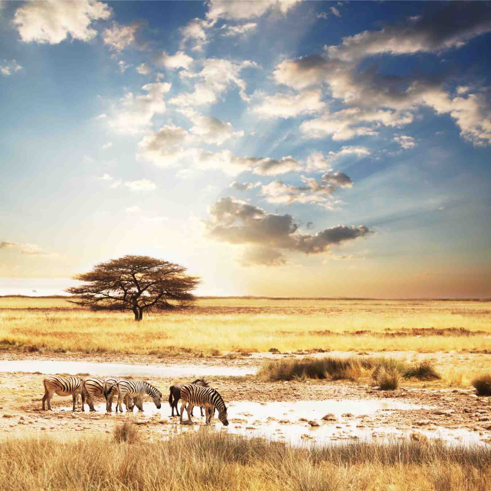 Serene Savannah Zebras and Acacia Tree Wall Art