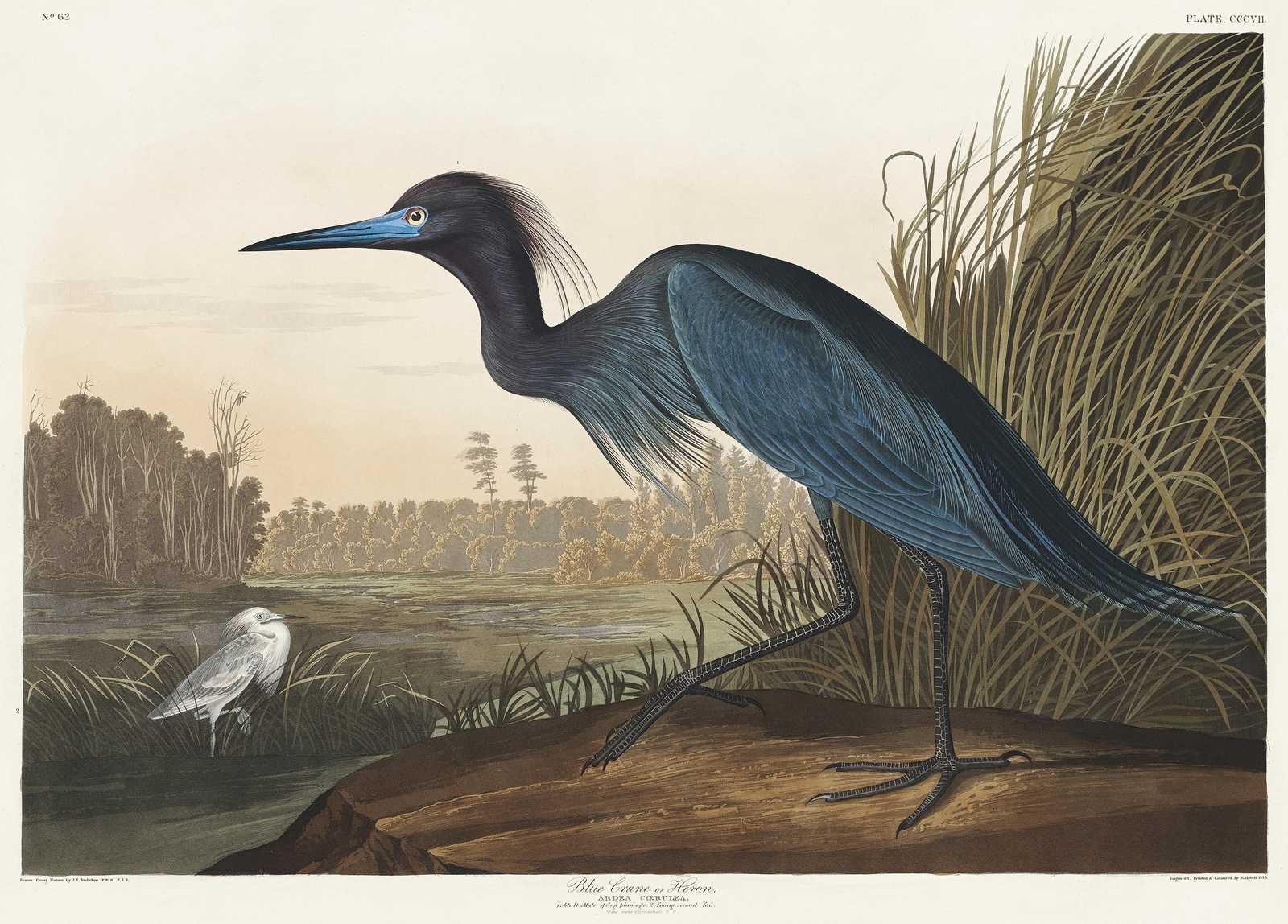 Blue Crane Heron Vintage Bird Art Wall Art