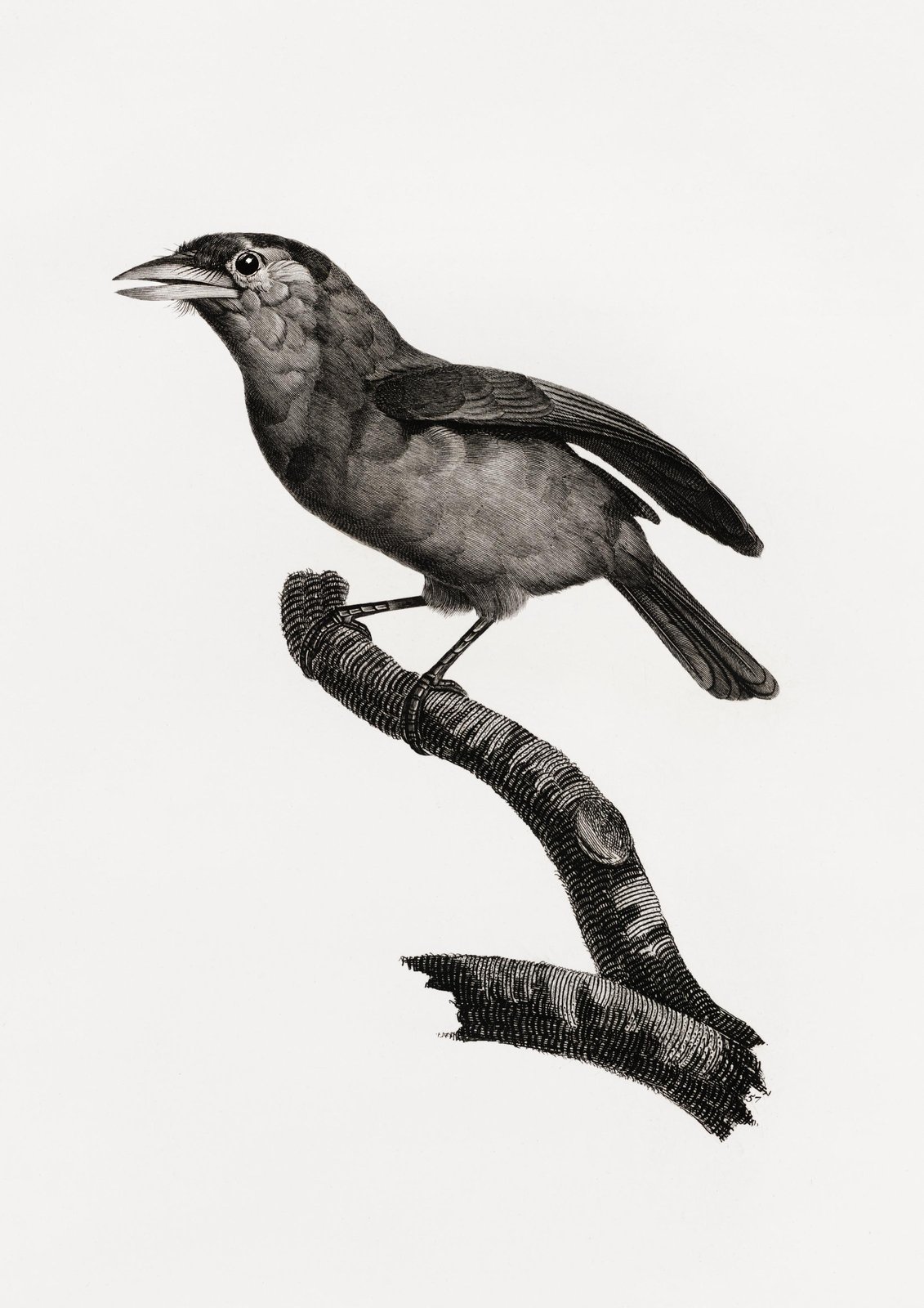 Vintage Bird Perched on Branch Wall Art