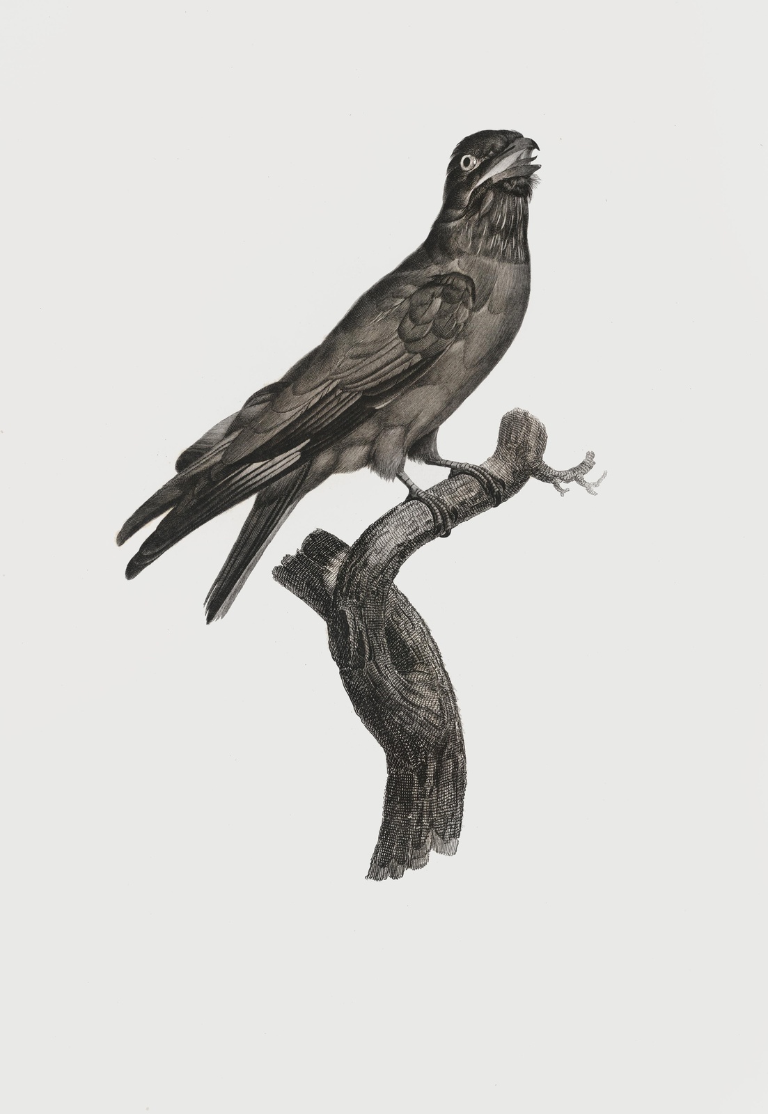 Vintage Crow Perched on Branch Wall Art