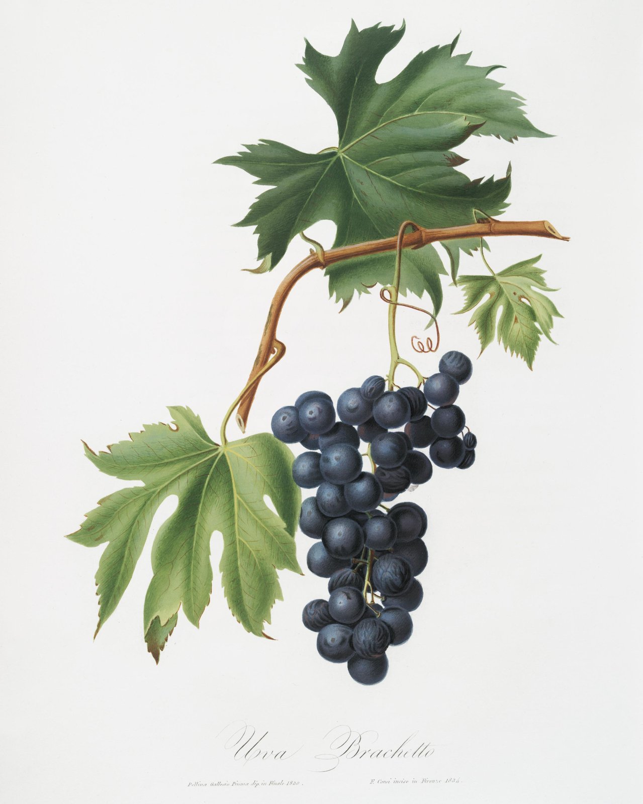 Botanical Grape Vine Wall Art Wall Art