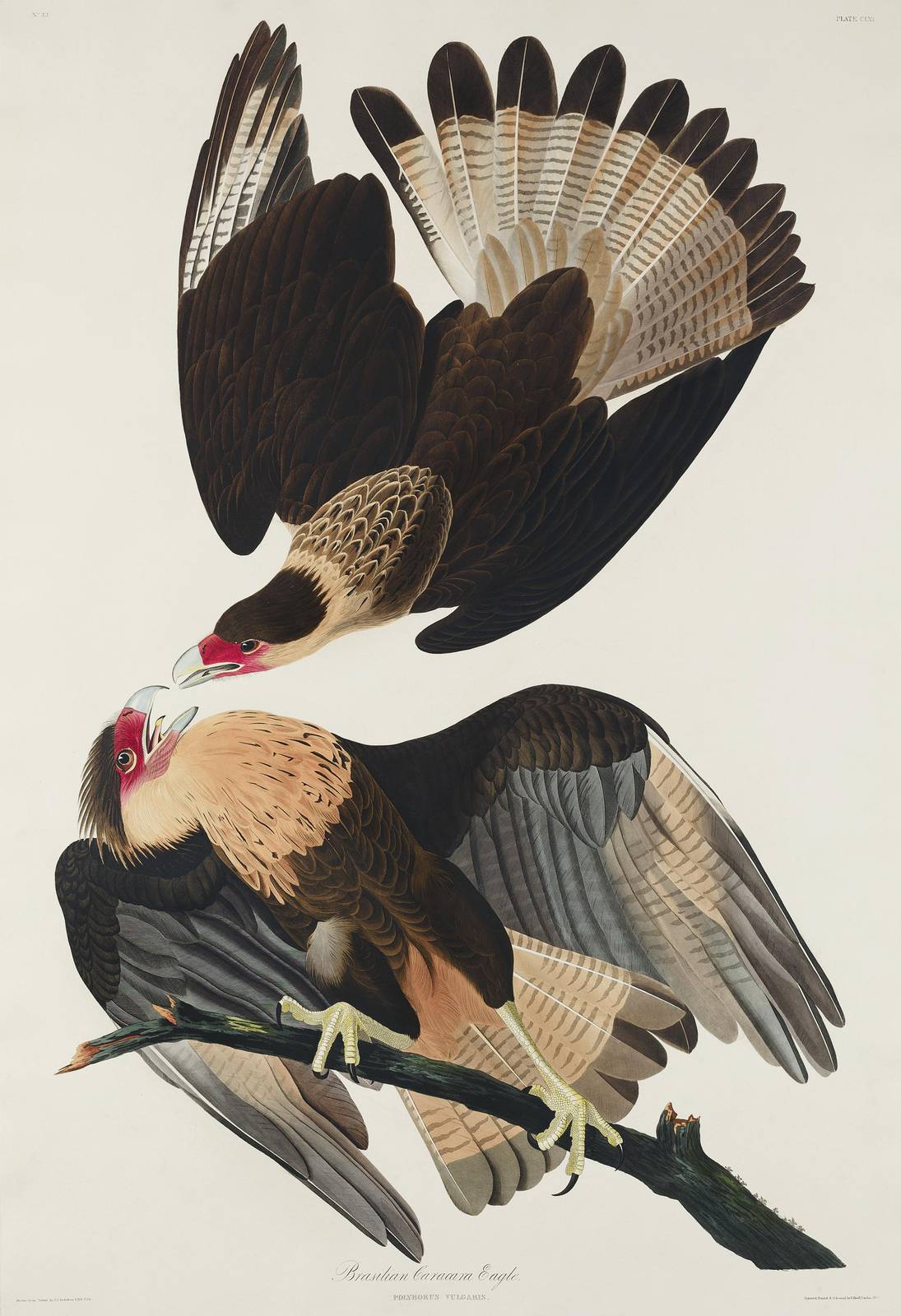 Exquisite Caracara Eagle Wall Art Wall Art