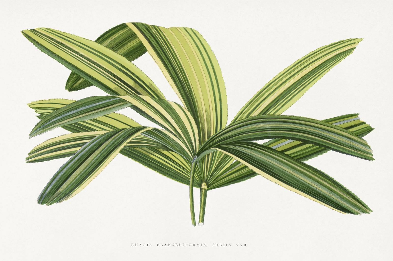 Variegated Rhapis Palm Botanical Wall Art