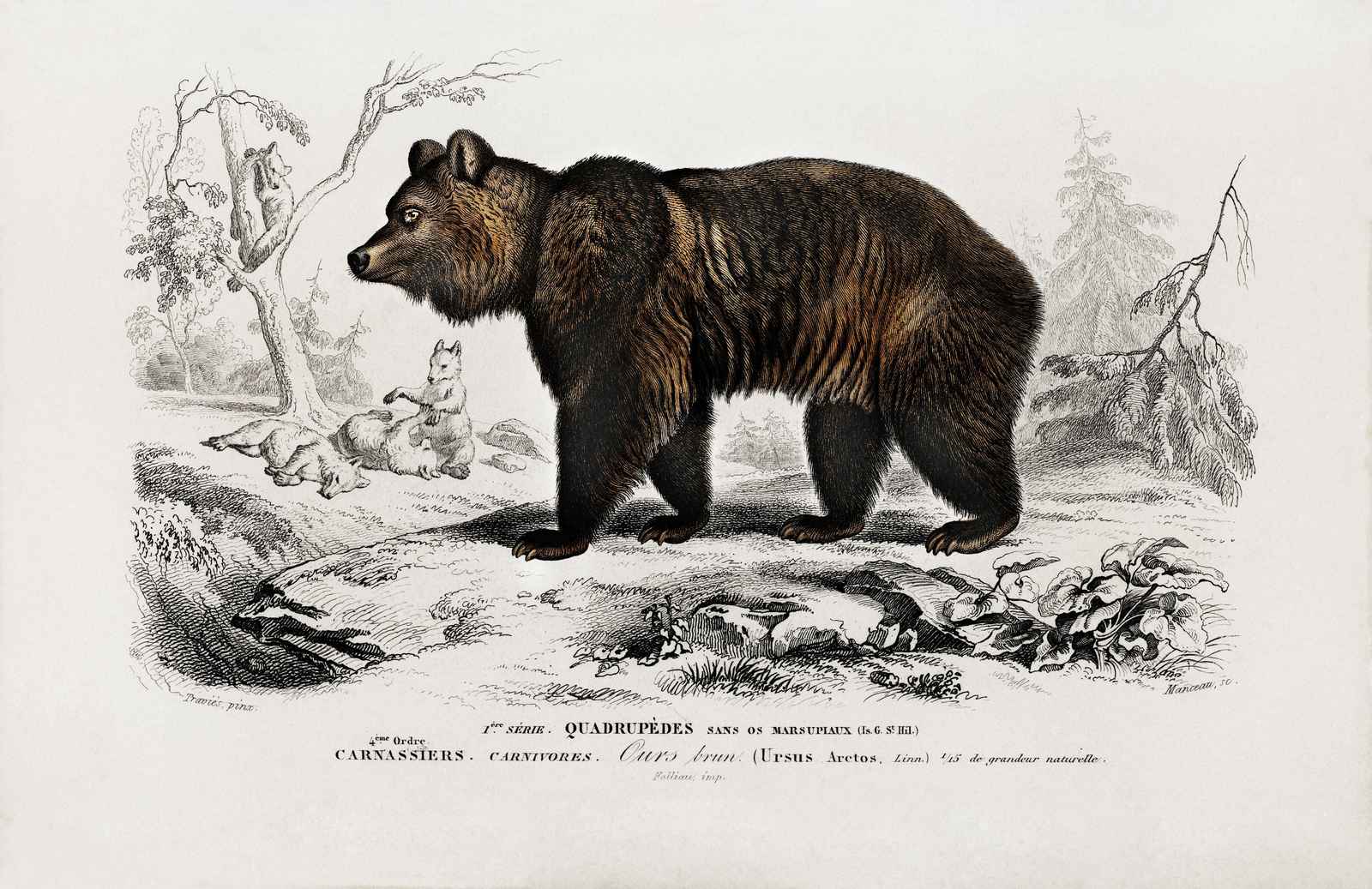 Majestic Brown Bear Woodland Scene Wall Art