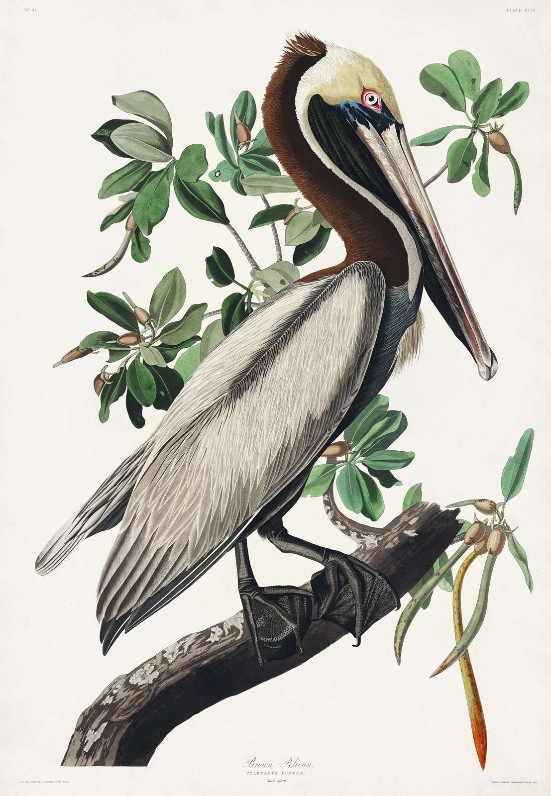 Brown Pelican Bird Vintage Art Wall Art