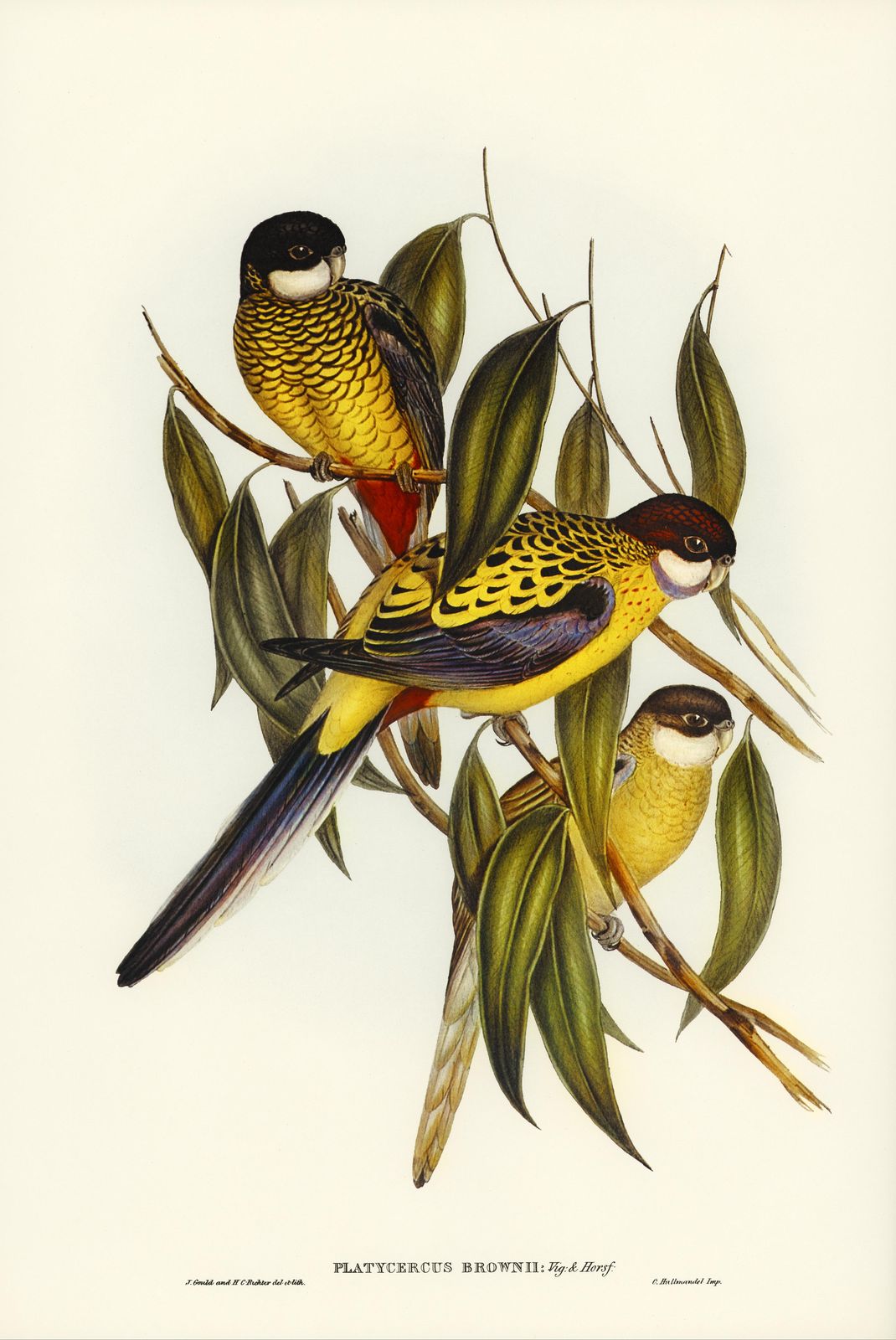 Elegant Rosella Bird Art Print Canvas