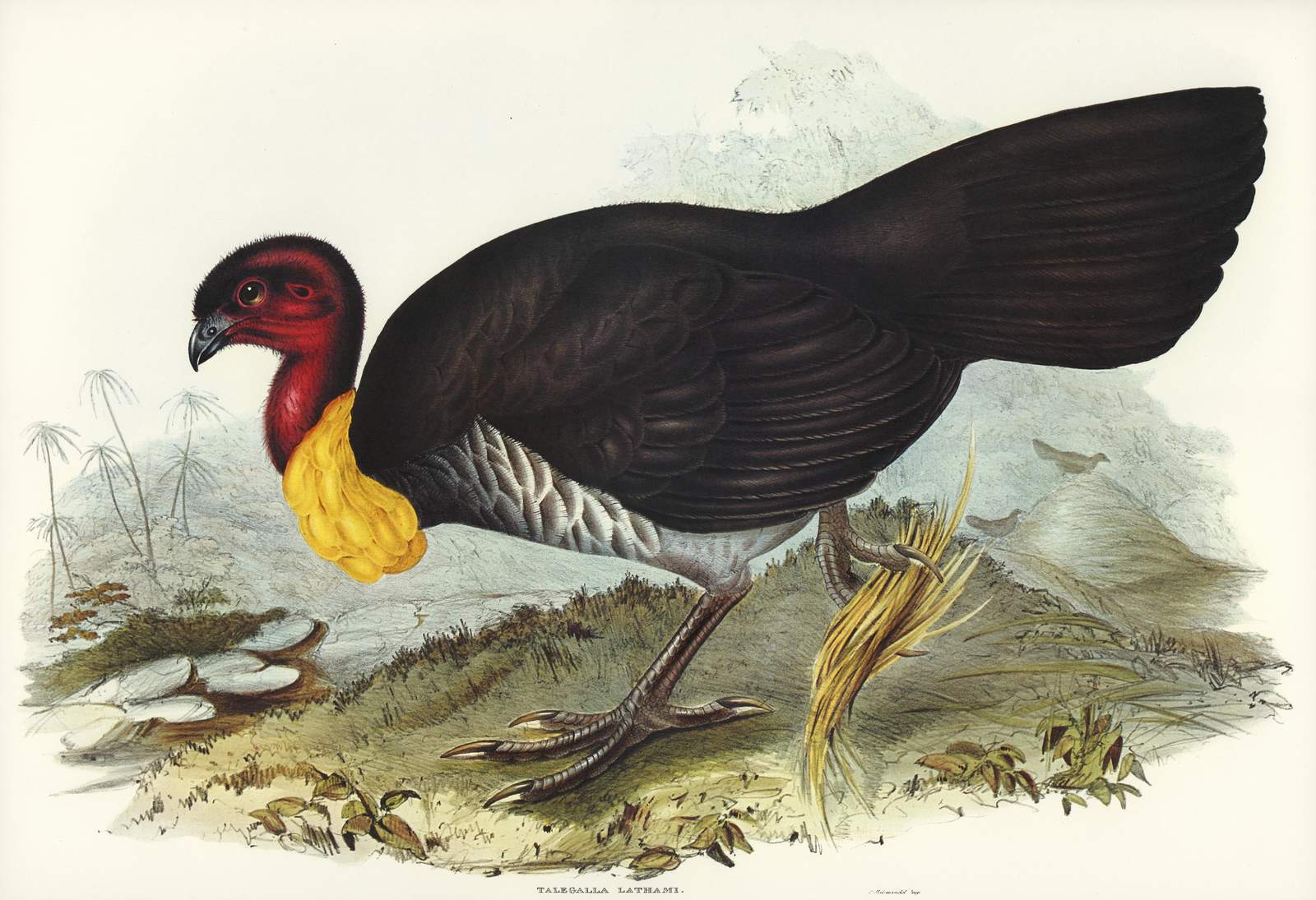 Rare Bird Art: Exotic Junglefowl Wall Art