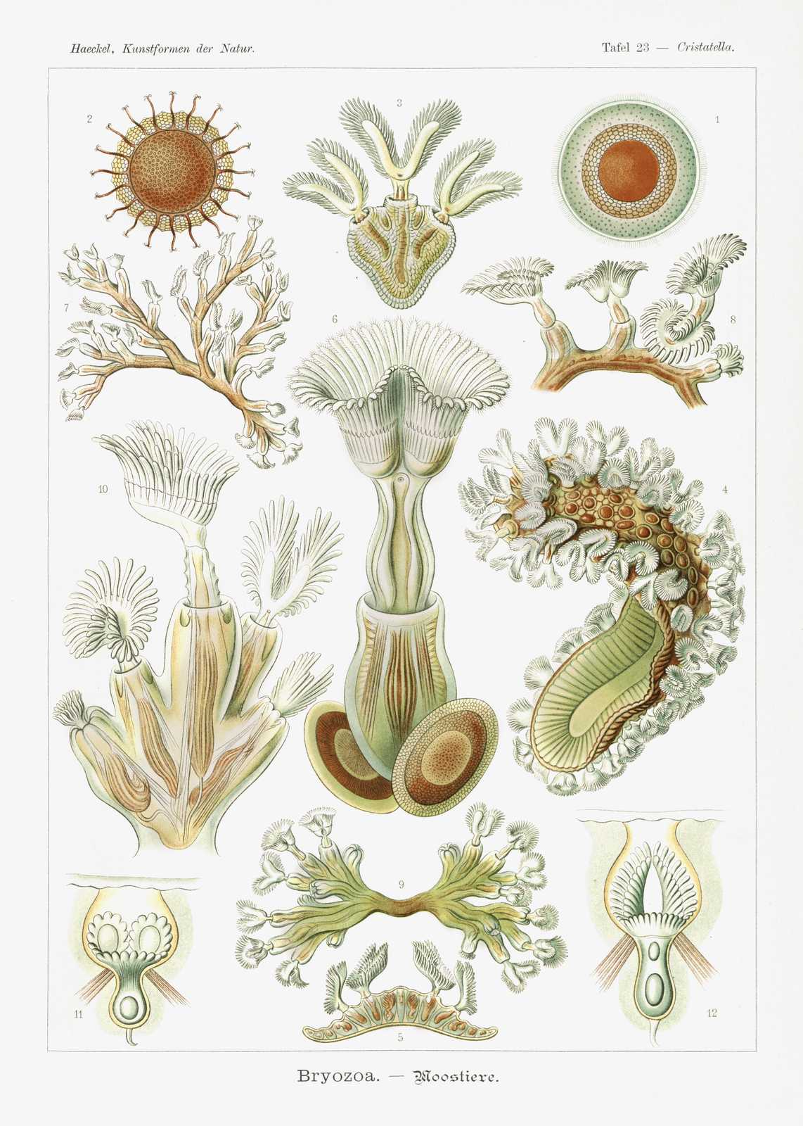Haeckel Bryozoa Sea Creatures Wall Art