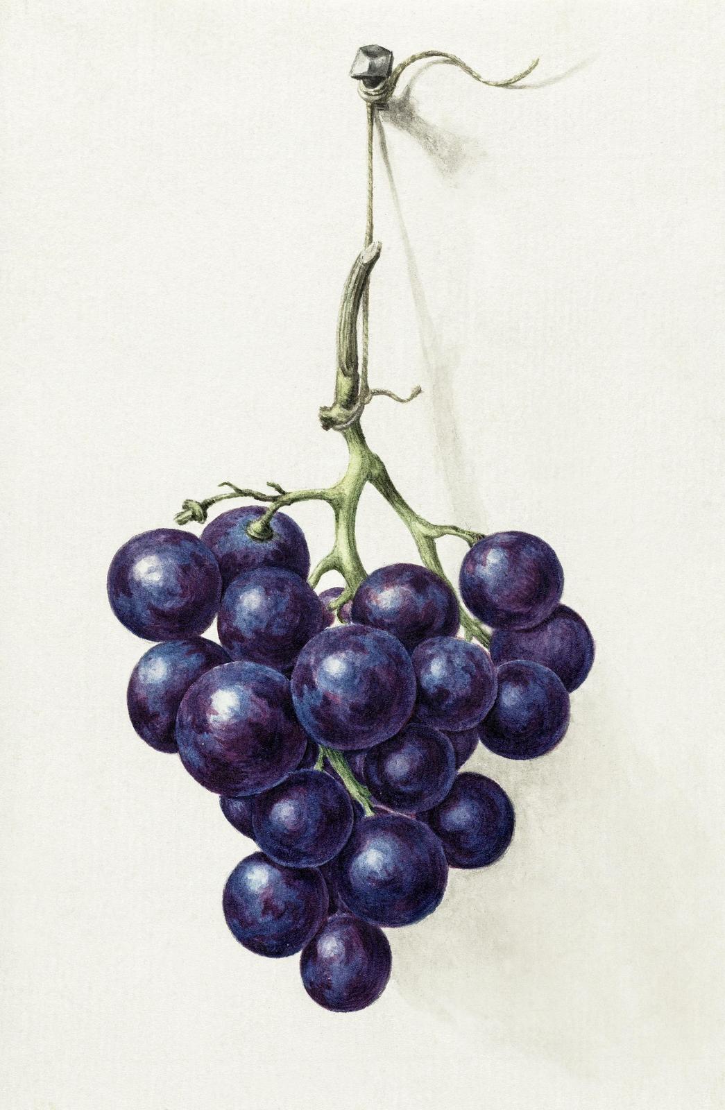 Vintage Grapes Botanical Wall Art Wall Art