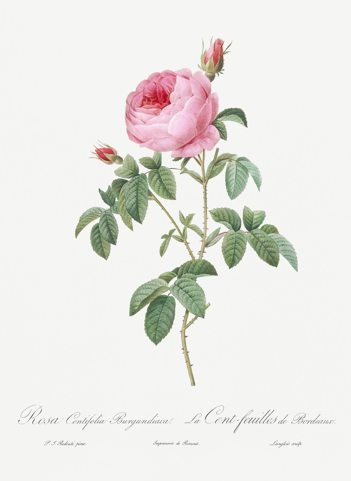 Elegant Pink Rose Botanical Art Wall Art