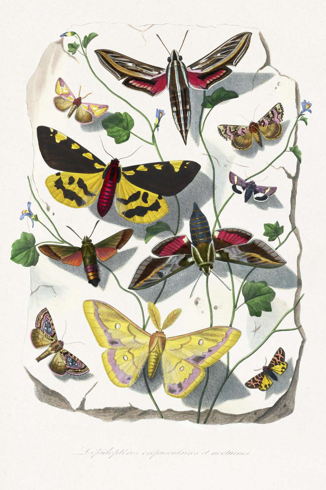 Vibrant Moth Collection Wall Art