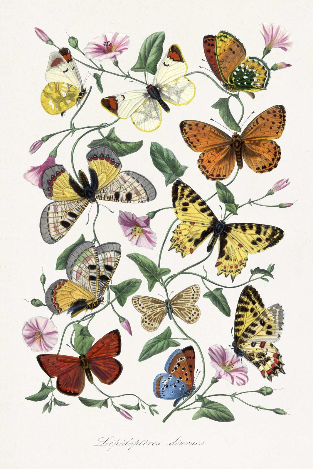 Vintage Butterfly Botanical Art Wall Art