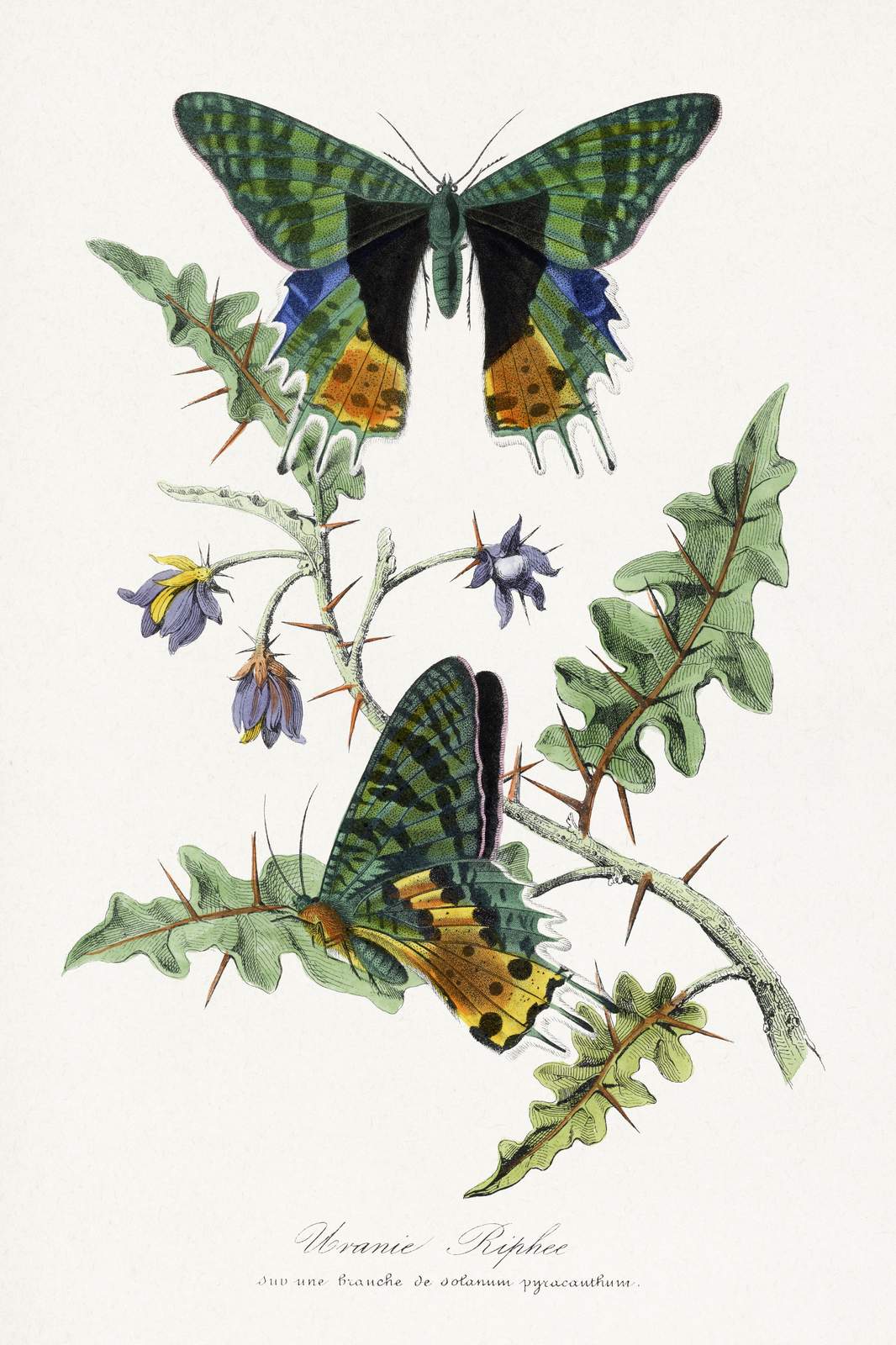 Vintage Butterfly & Thorny Branch Wall Art