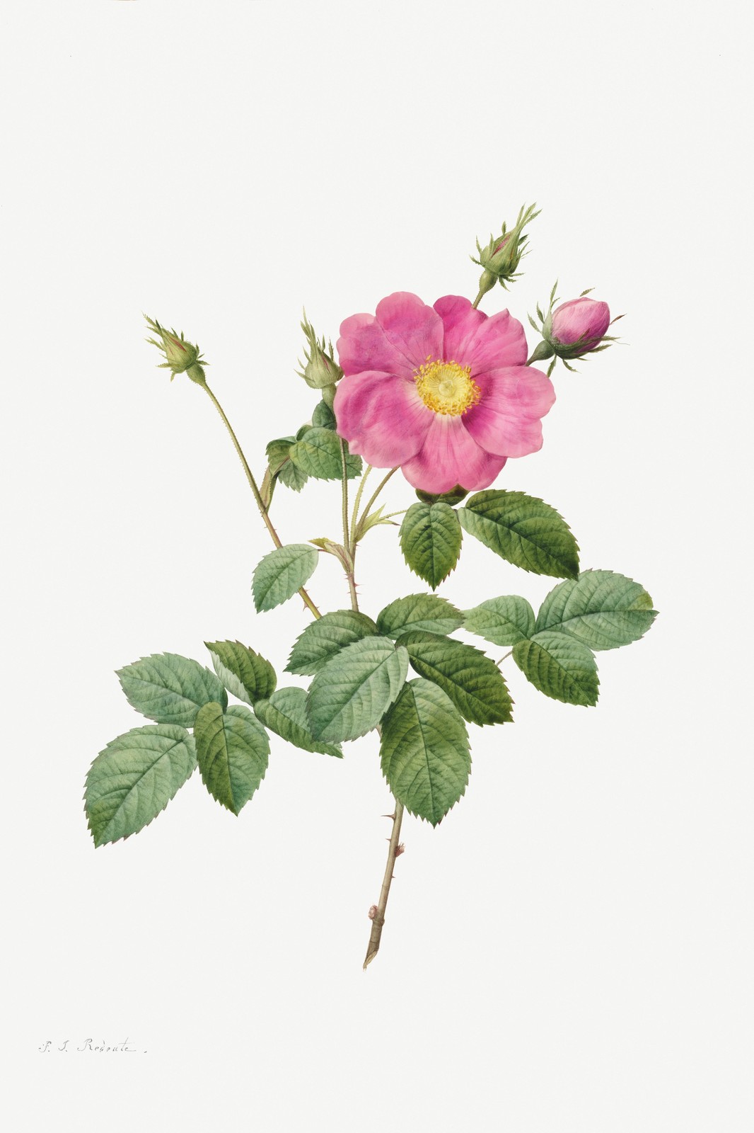 Vintage Pink Rose Botanical Wall Art