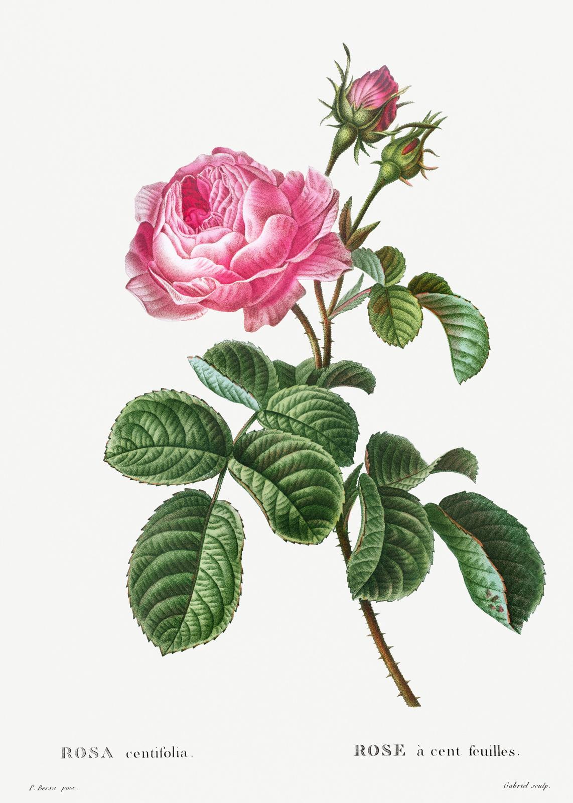 Vintage Pink Rose Botanical Wall Art
