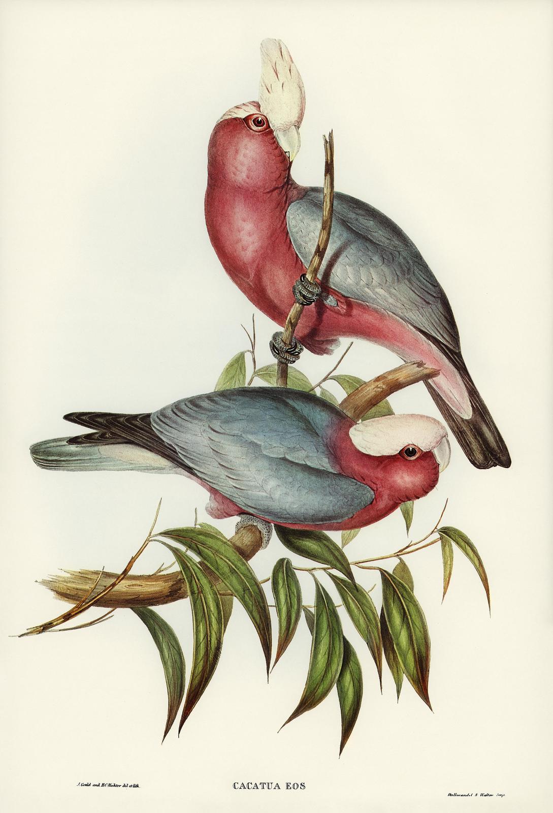 Galah Cockatoo Botanical Art Wall Art