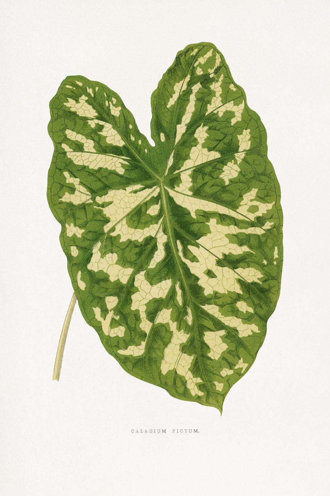 Caladium Pictum Botanical Art Wall Art