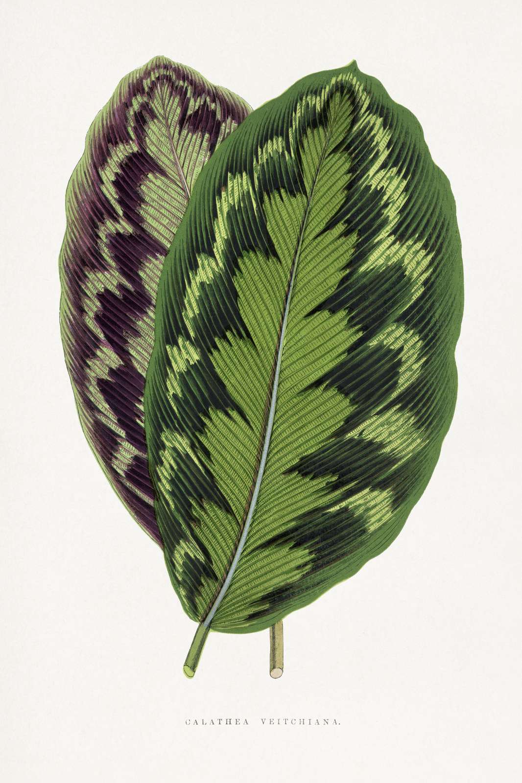 Calathea Veitchiana Botanical Art Wall Art