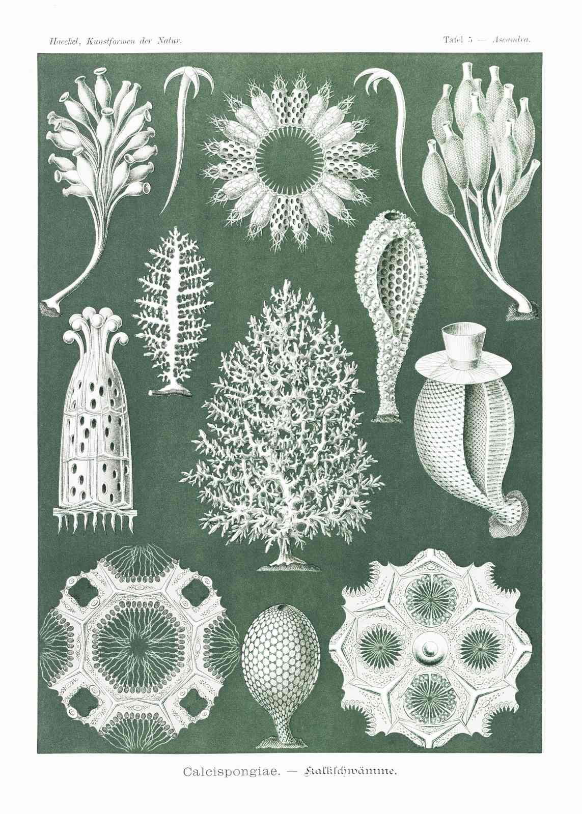 Vintage Sea Life Scientific Illustrations Wall Art