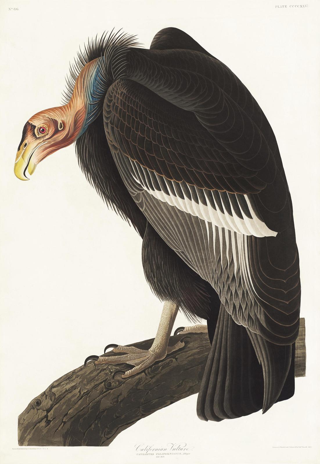 California Vulture Vintage Bird Art Wall Art