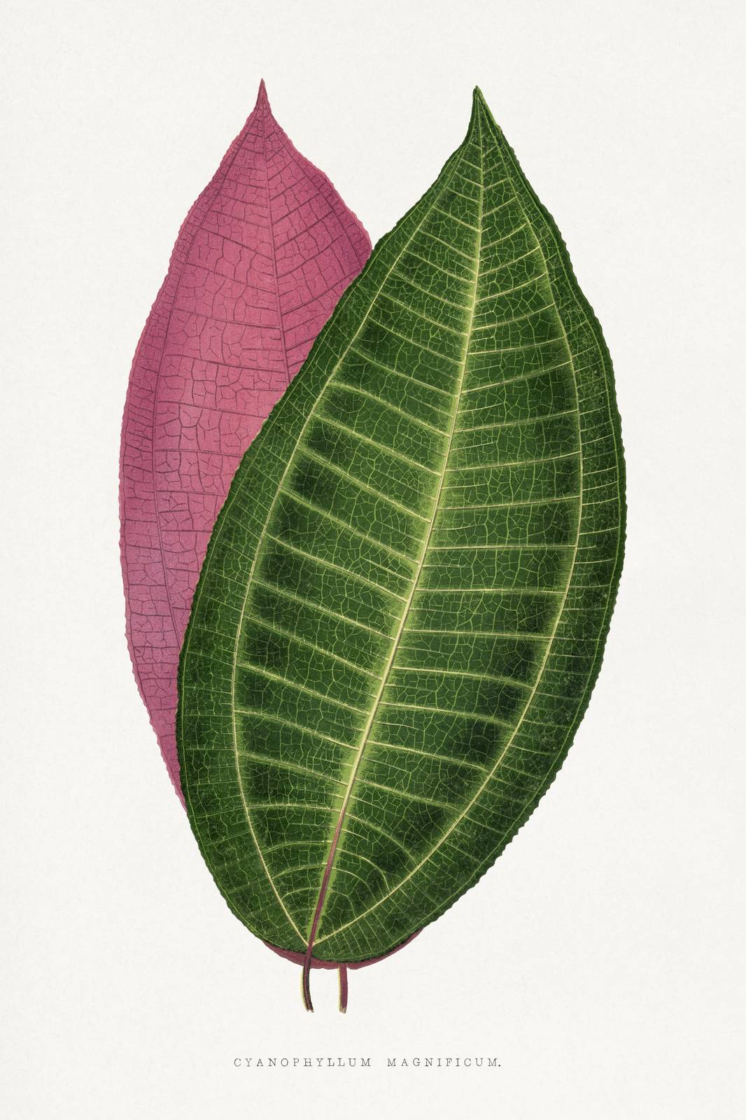 Botanical Leaf Art: Pink & Green Cyanophyllum Wall Art