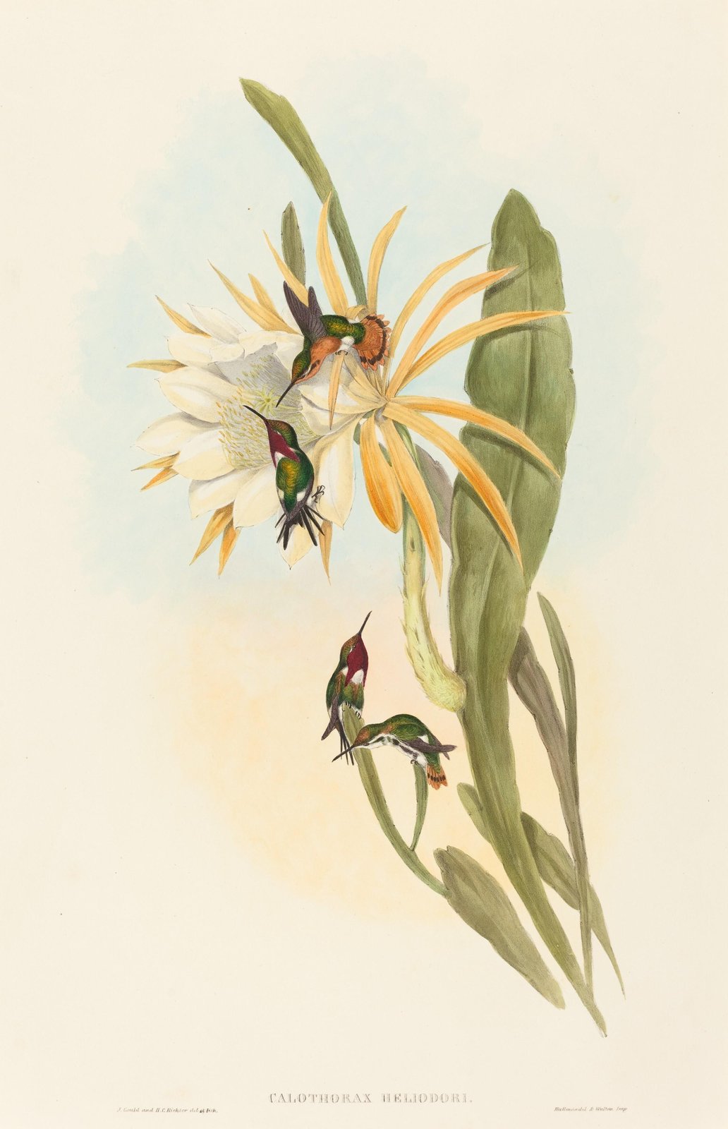Hummingbird & Flower Vintage Botanical Wall Art