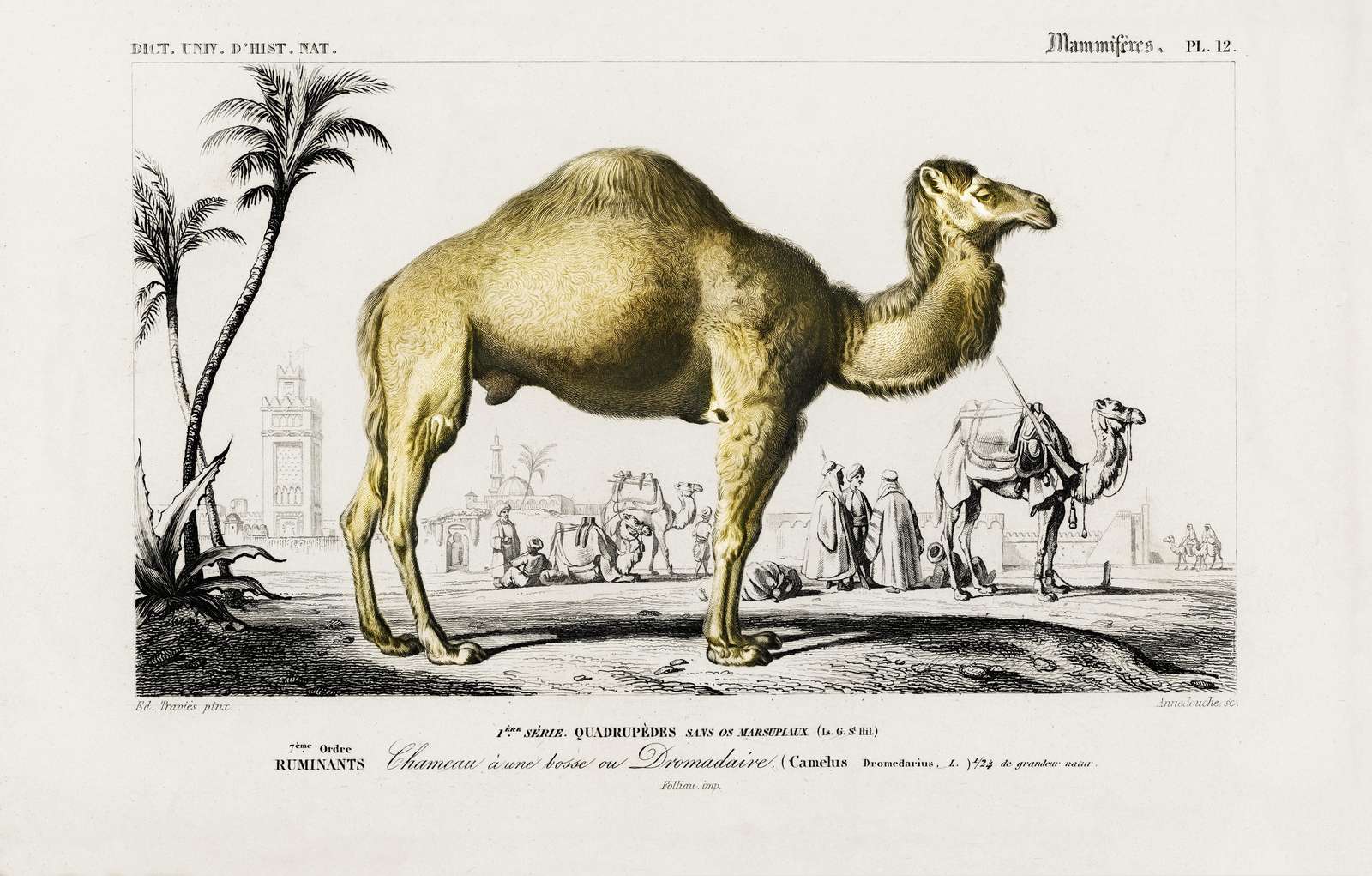 Vintage Camel Desert Scene Wall Art