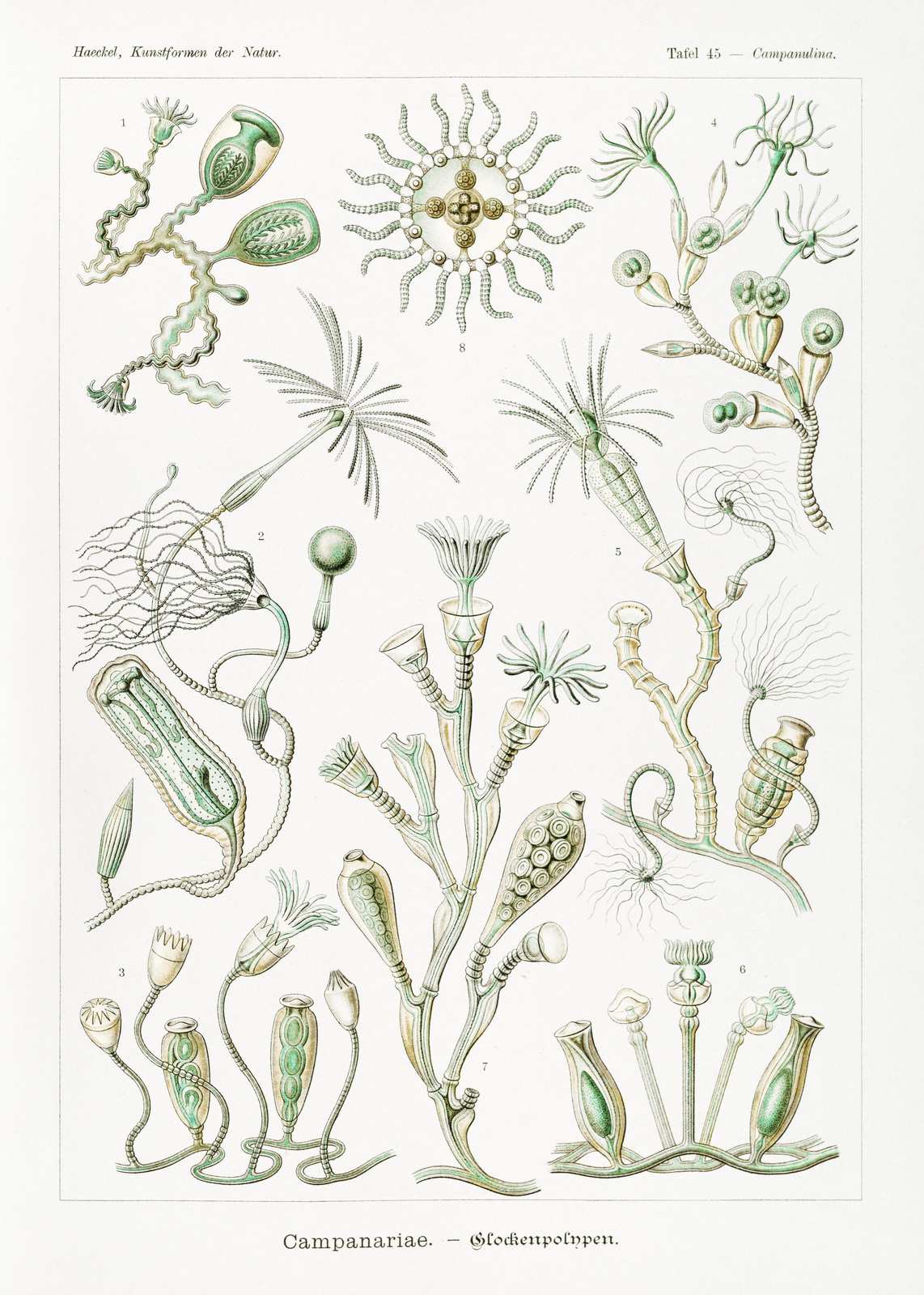 Vintage Campanulariae Scientific Illustration Wall Art