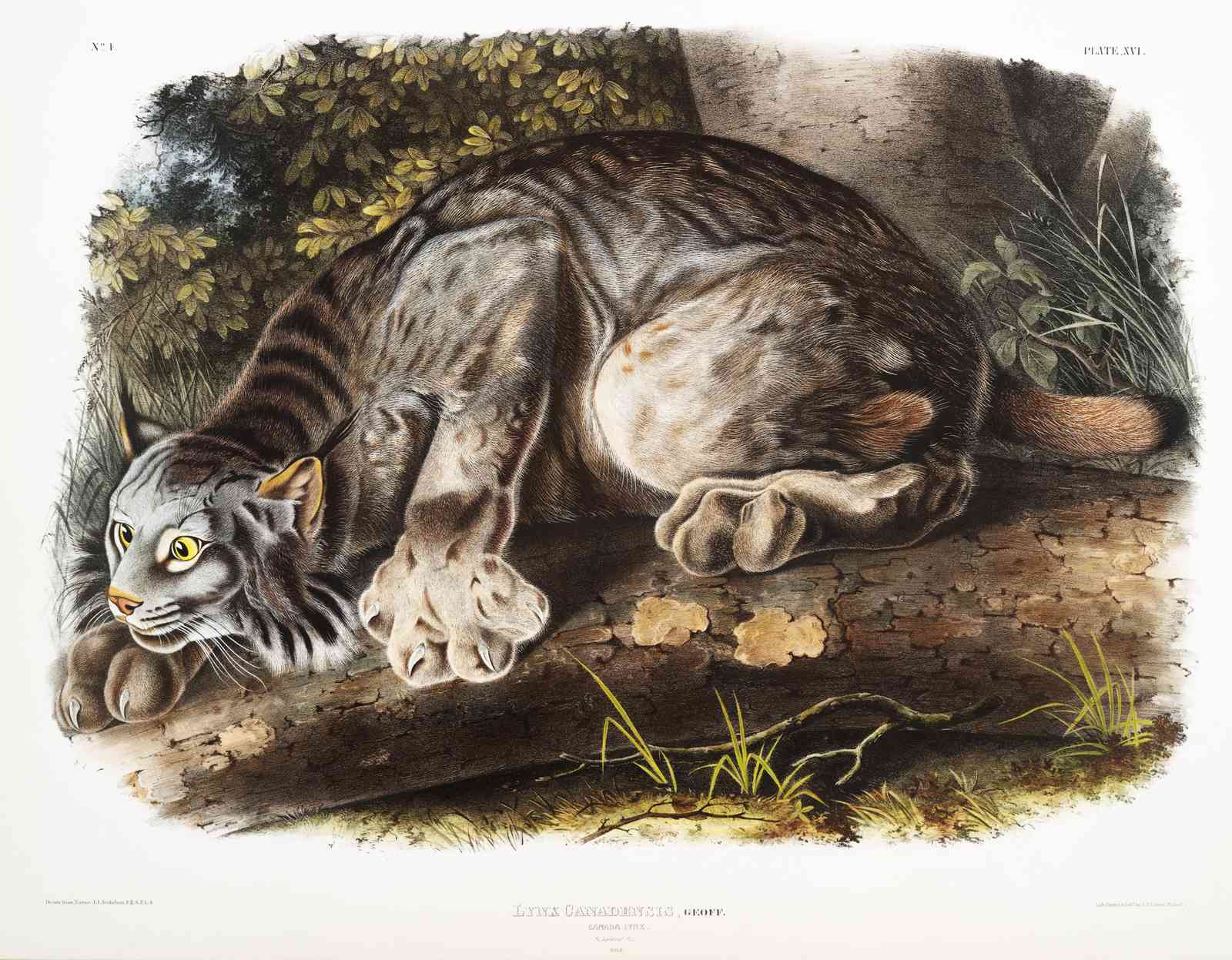 Canadian Lynx Majestic Wildlife Wall Art