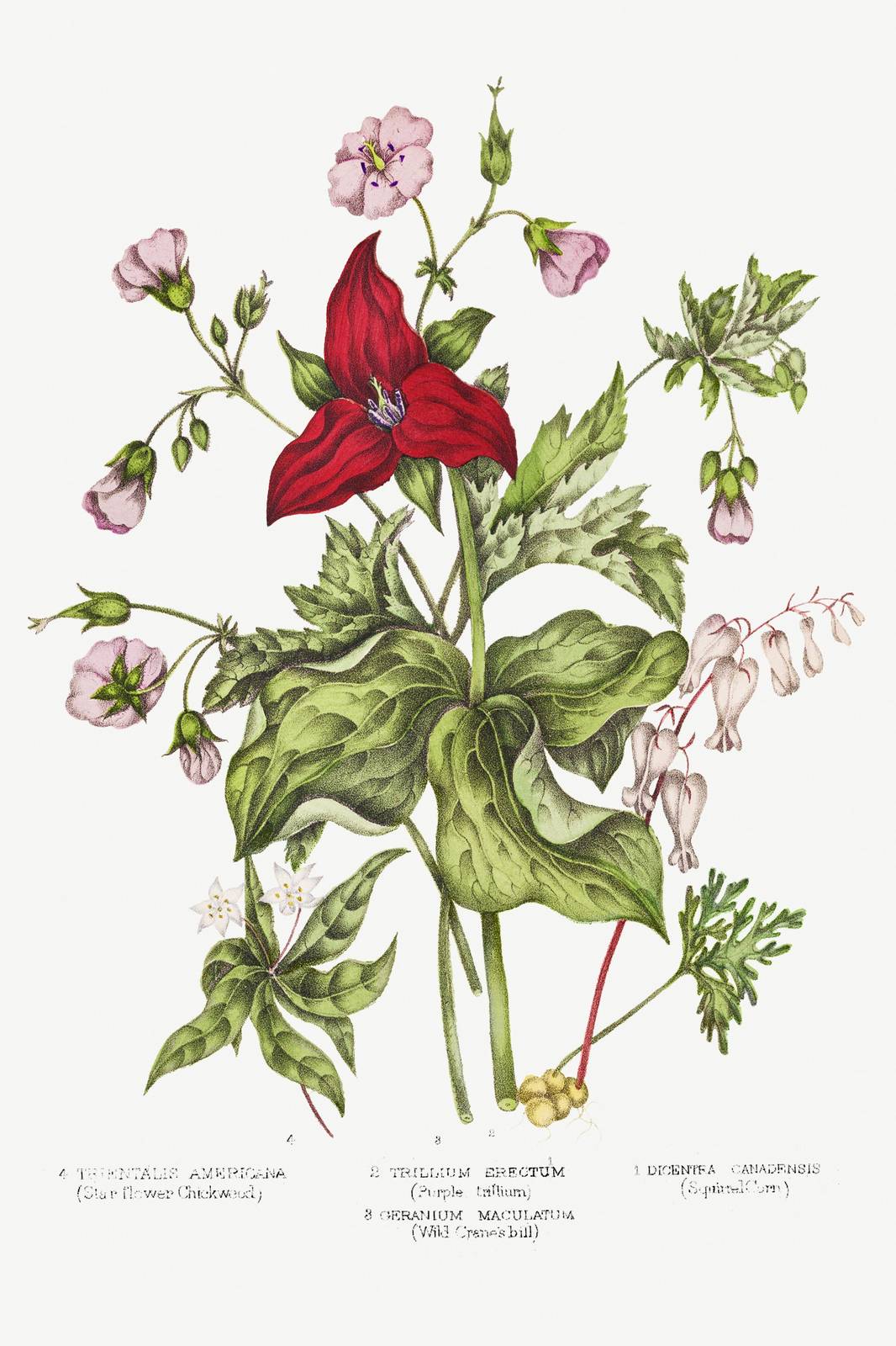 Vintage Botanical Floral Still Life Wall Art