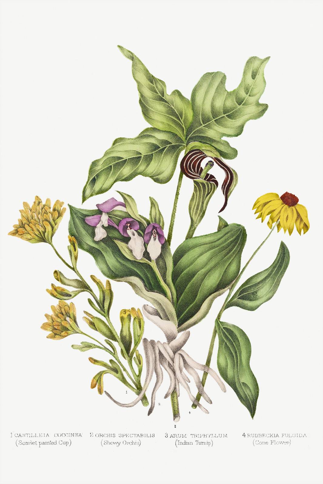 Vintage Botanical Floral Wall Art Wall Art