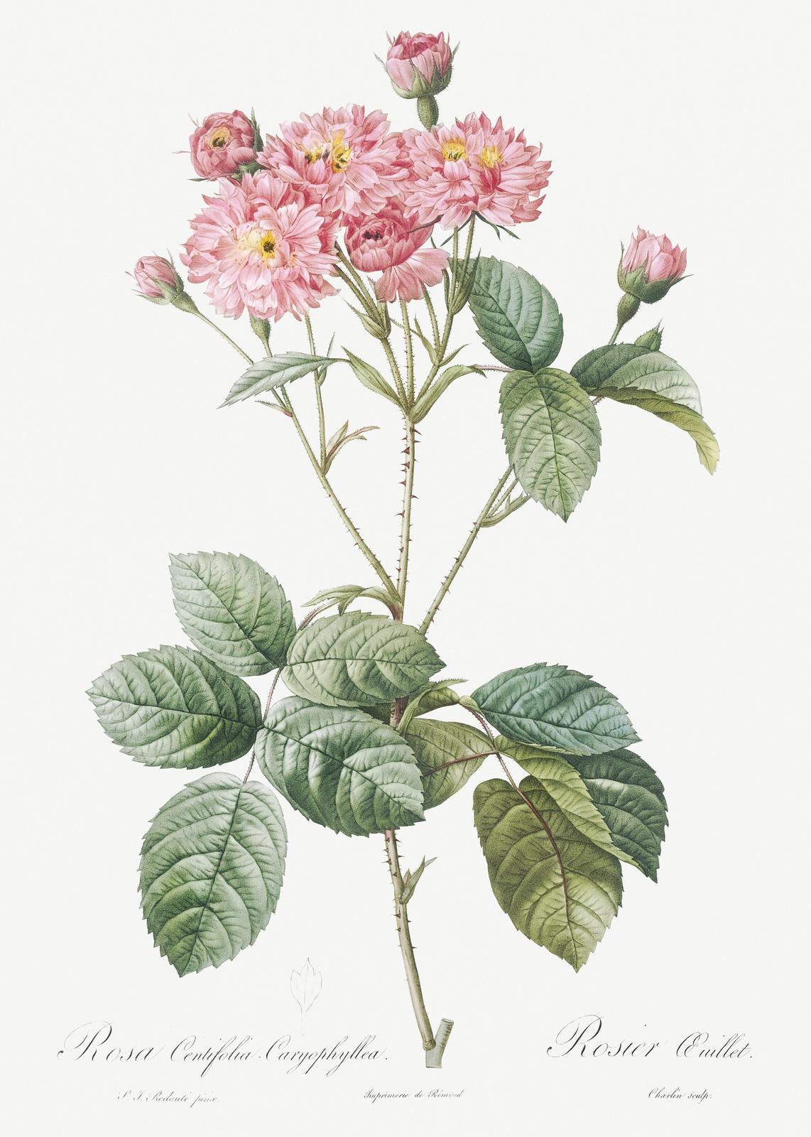 Vintage Pink Rose Botanical Art Wall Art