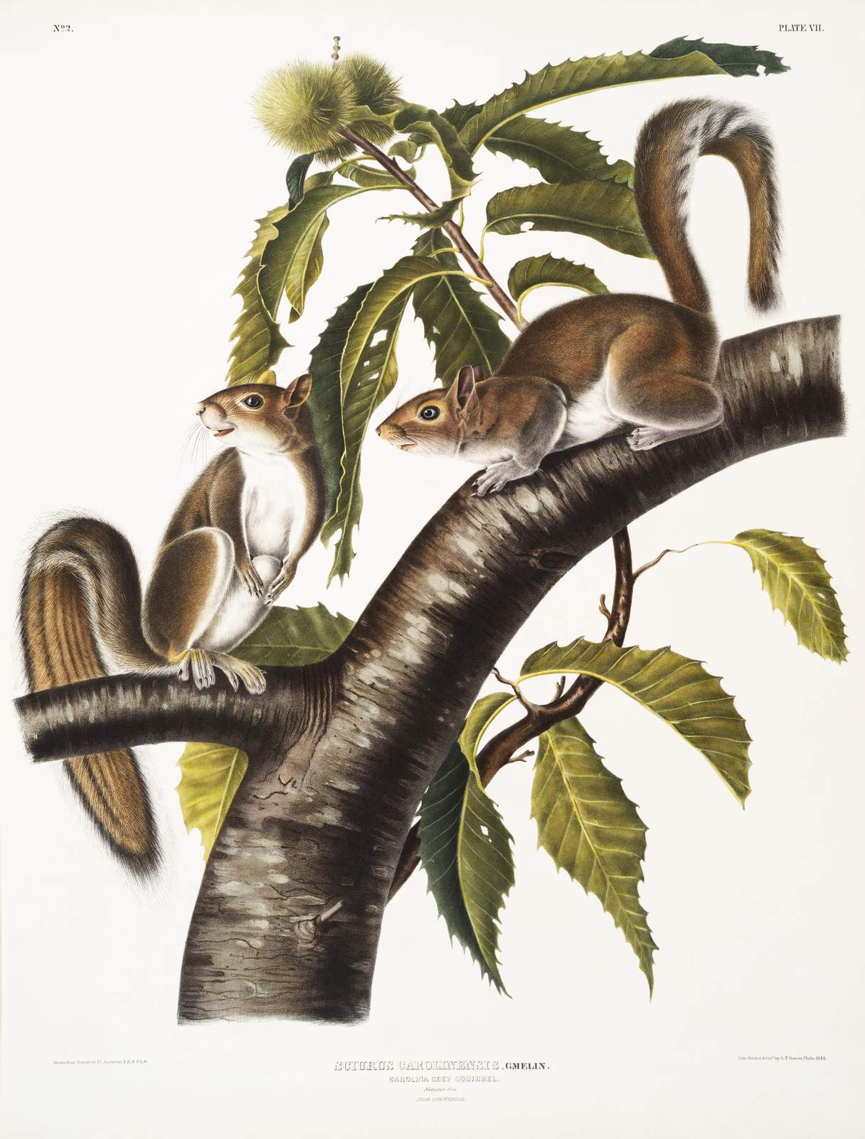 Vintage Squirrel & Chestnut Branch Wall Art