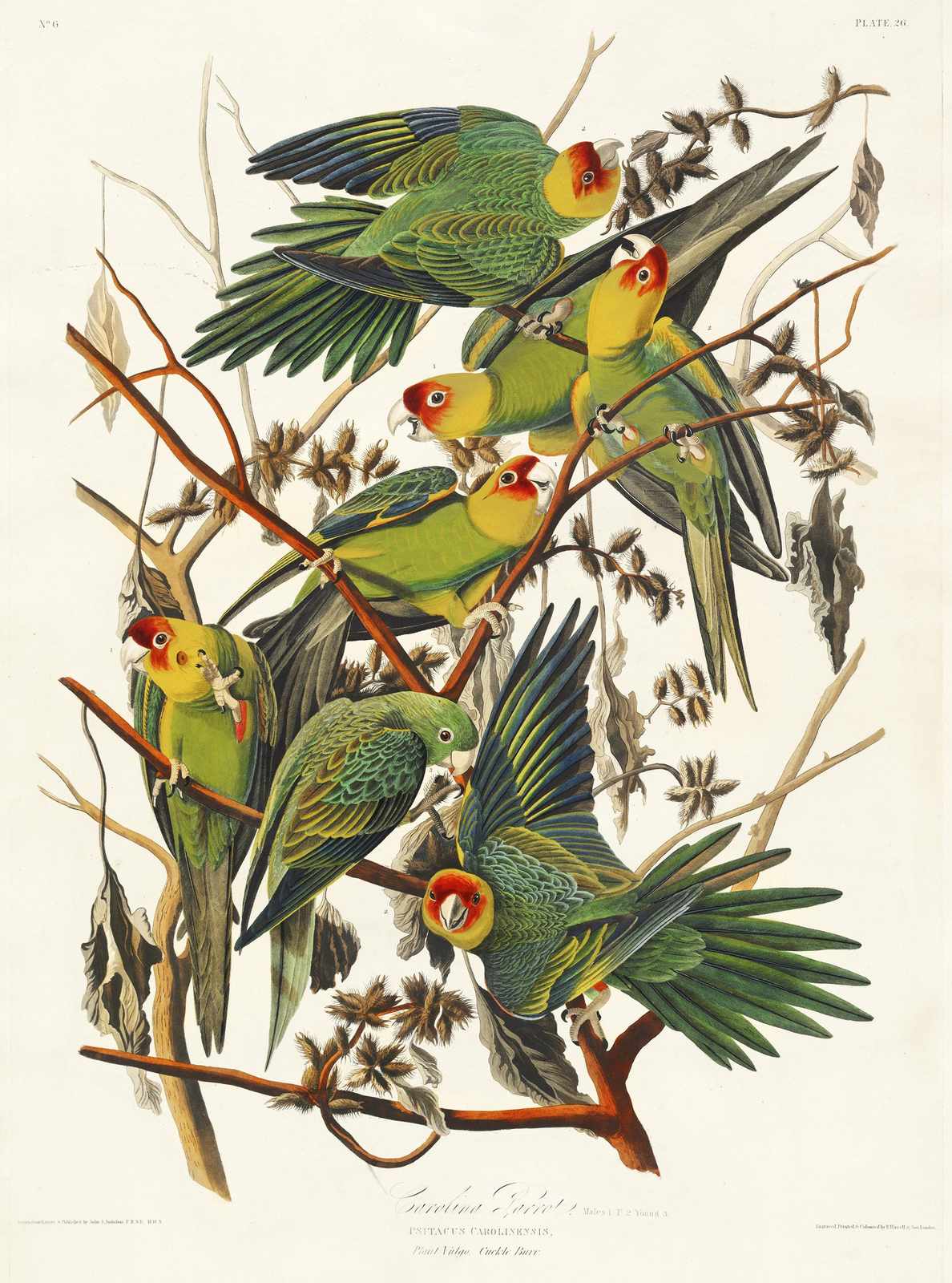 Exotic Carolina Parrot Flock Wall Art