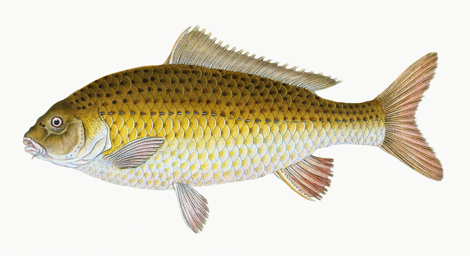 Vintage Carp Fish Wall Art Wall Art