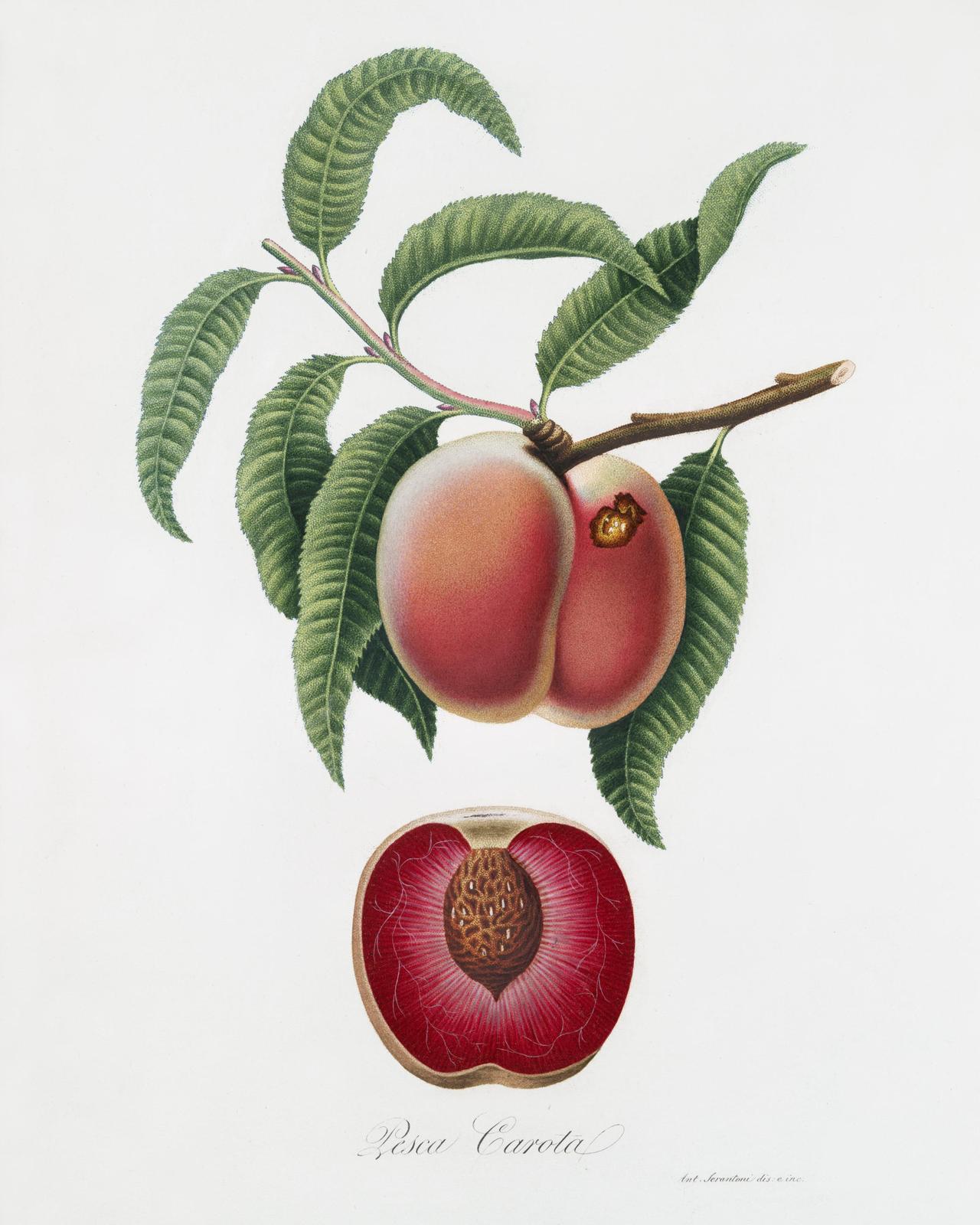 Vintage Peach Botanical Wall Art Wall Art