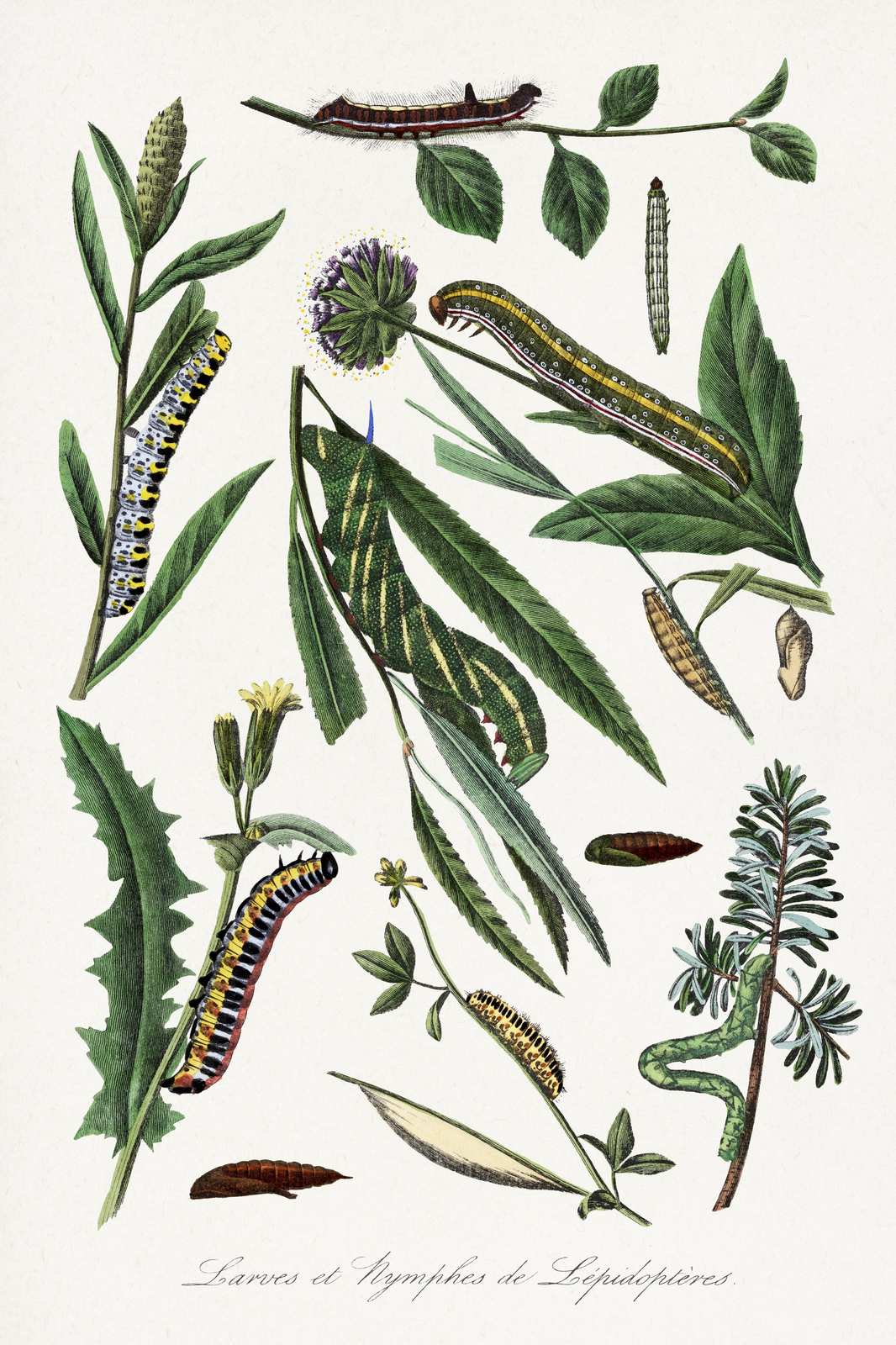 Vintage Butterfly Larvae Botanical Art Wall Art