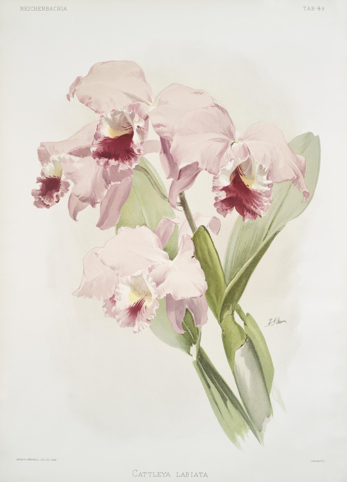Pink Cattleya Labiata Orchid Vintage Botanical Wall Art