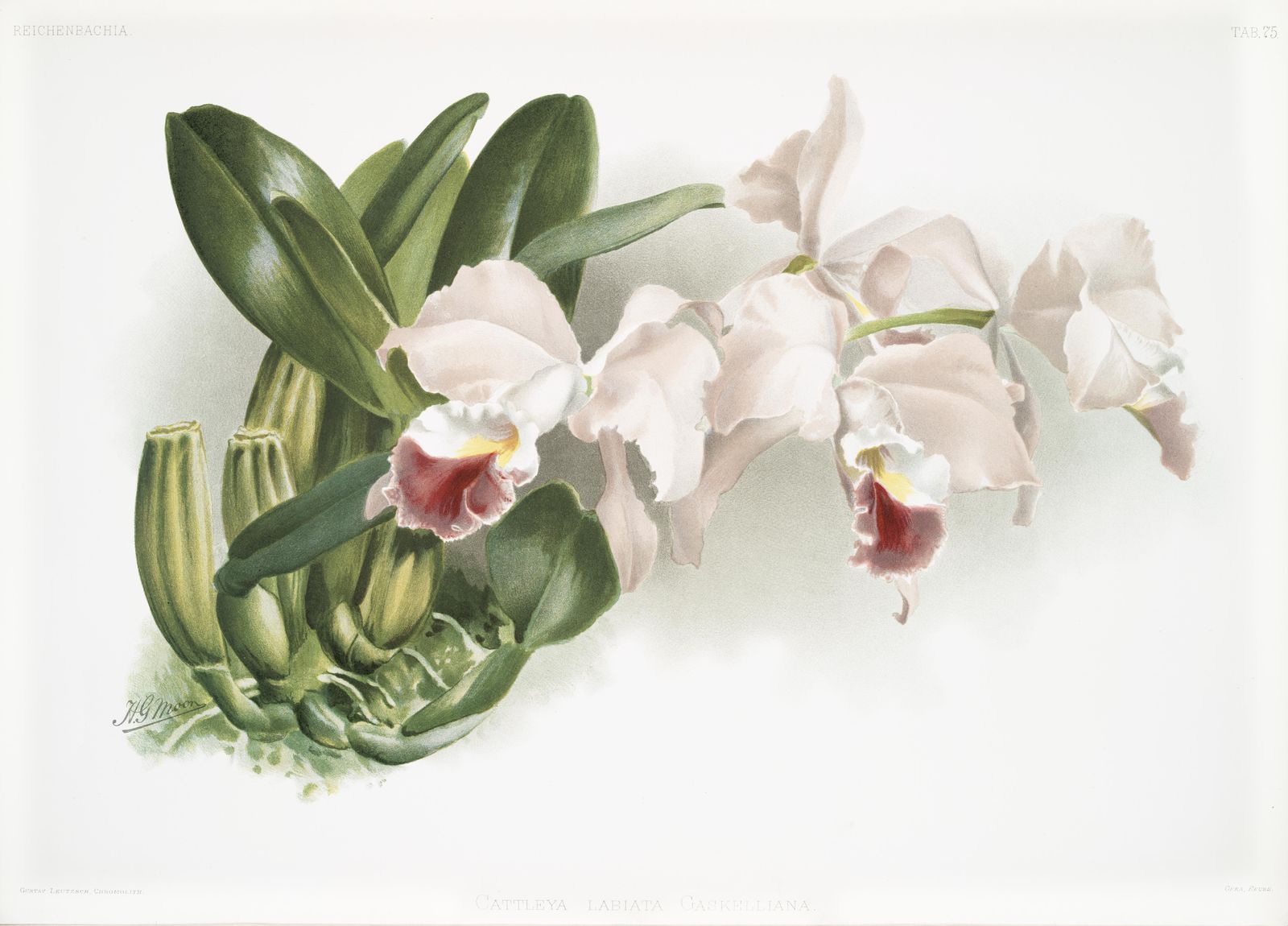 Vintage Cattleya Orchid Botanical Art Wall Art
