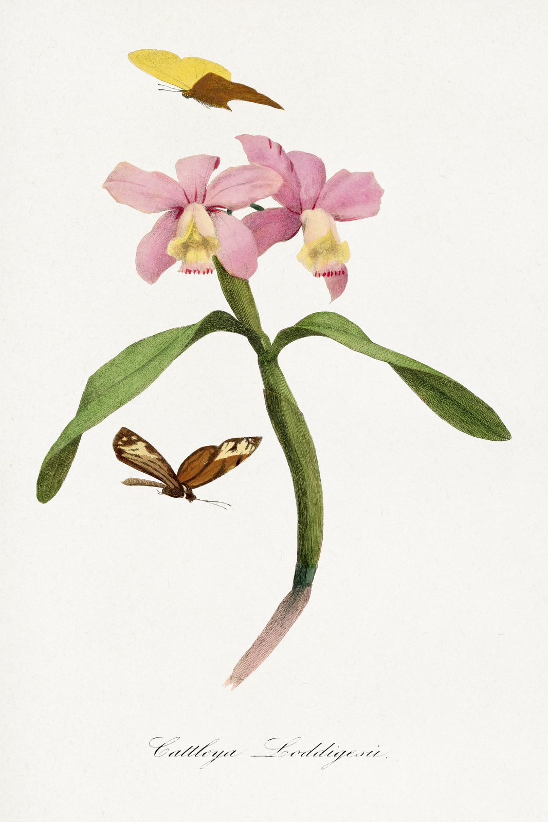 Elegant Pink Orchid & Butterfly Botanical Wall Art