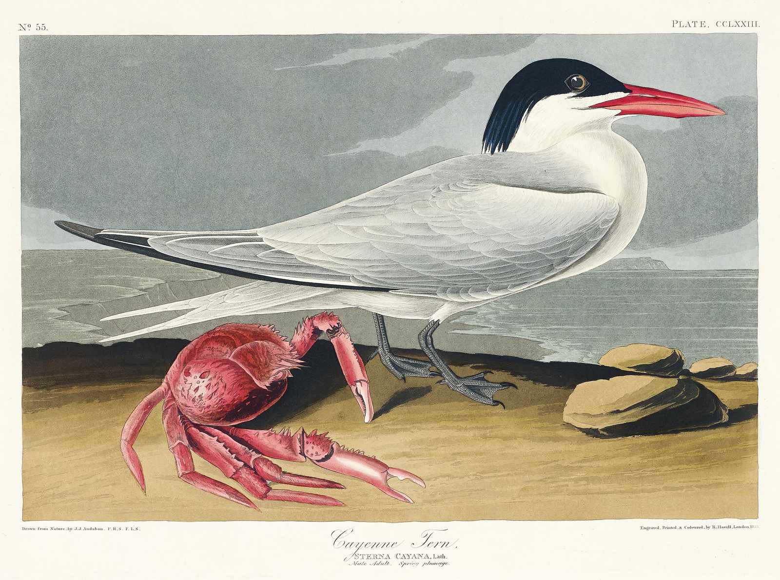Cayenne Tern & Crab Vintage Ornithology Wall Art