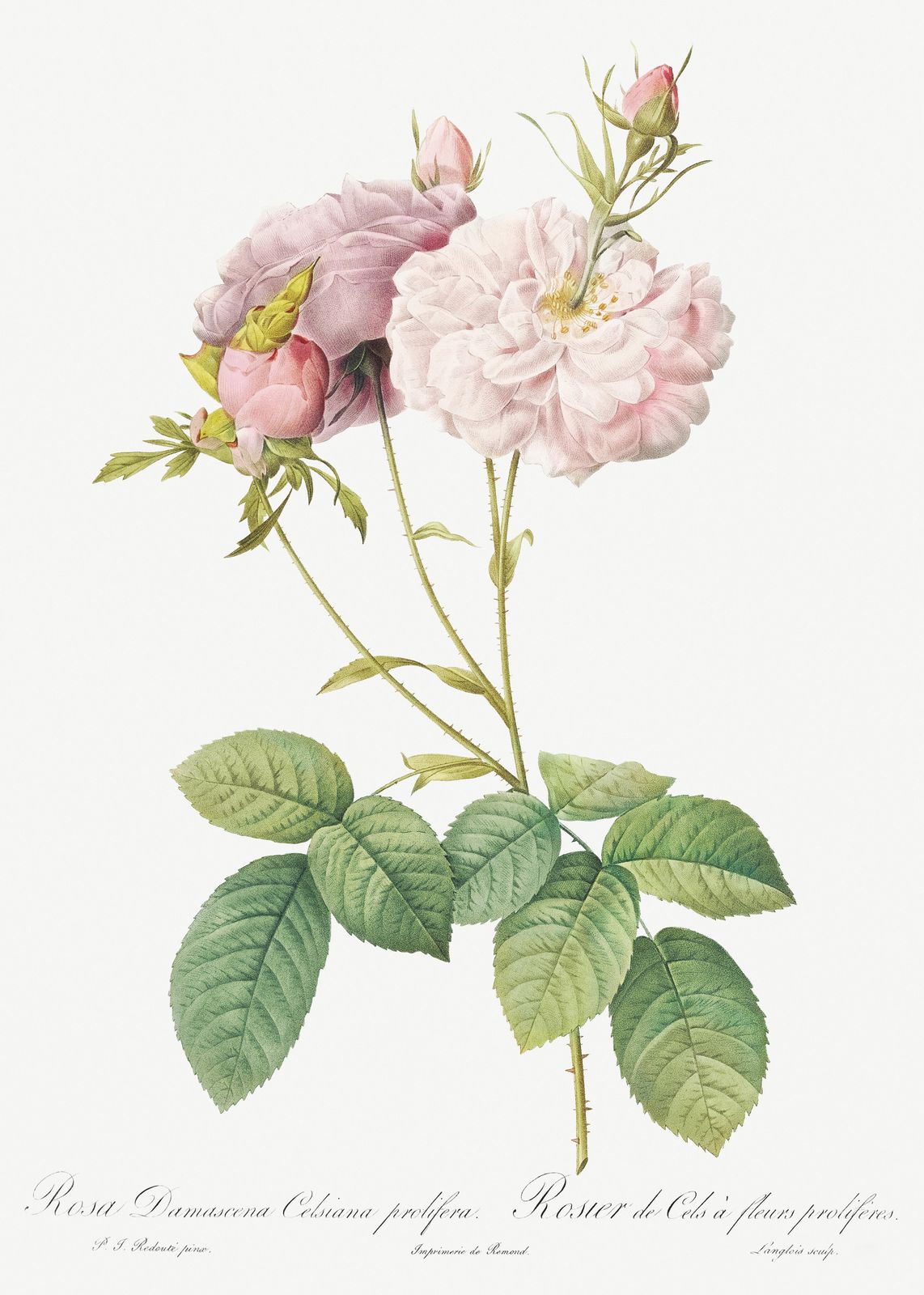 Vintage Rose Botanical Art Wall Art