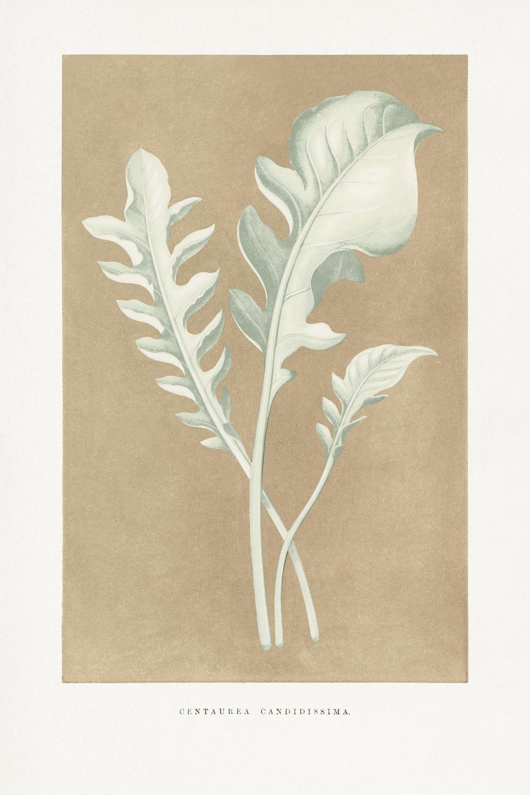 Botanical Leaf Study Wall Art