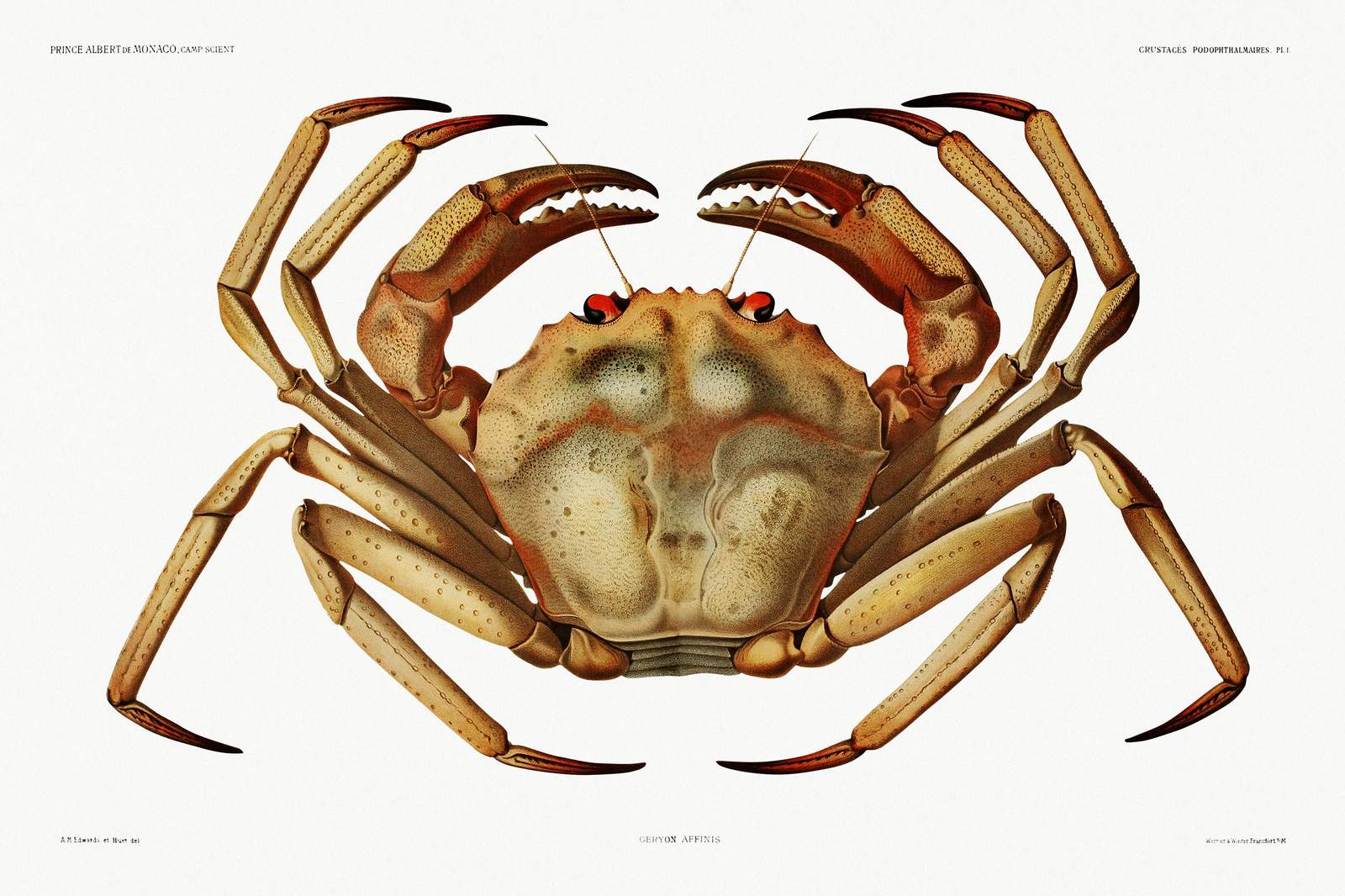 Vintage Crab Illustration Fine Art Wall Art