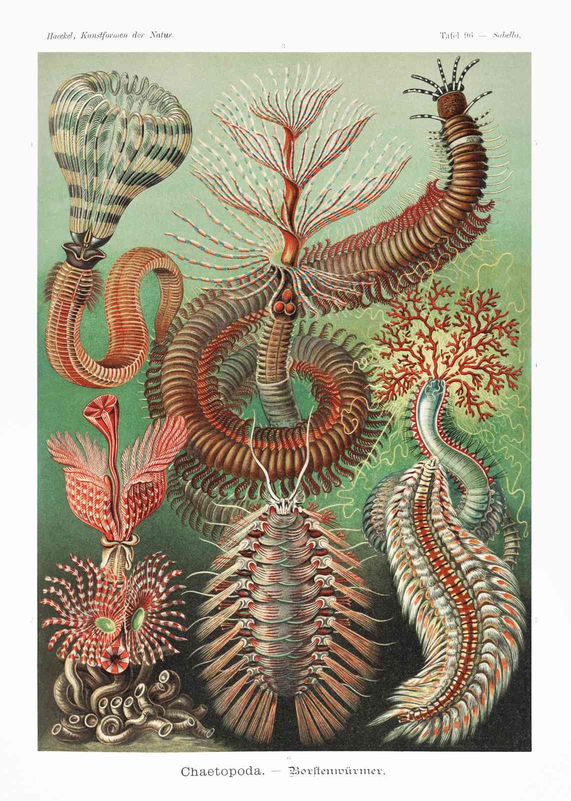 Vintage Marine Life Chaetopod Wall Art