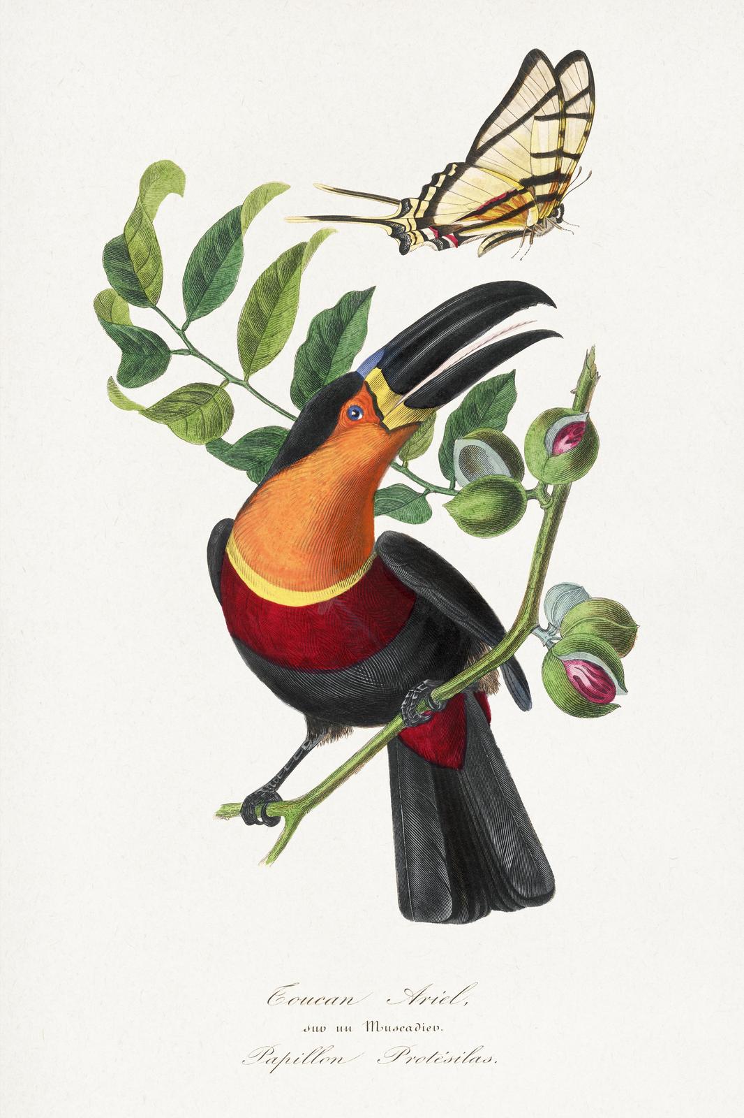 Vibrant Toucan & Butterfly Vintage Botanical Wall Art
