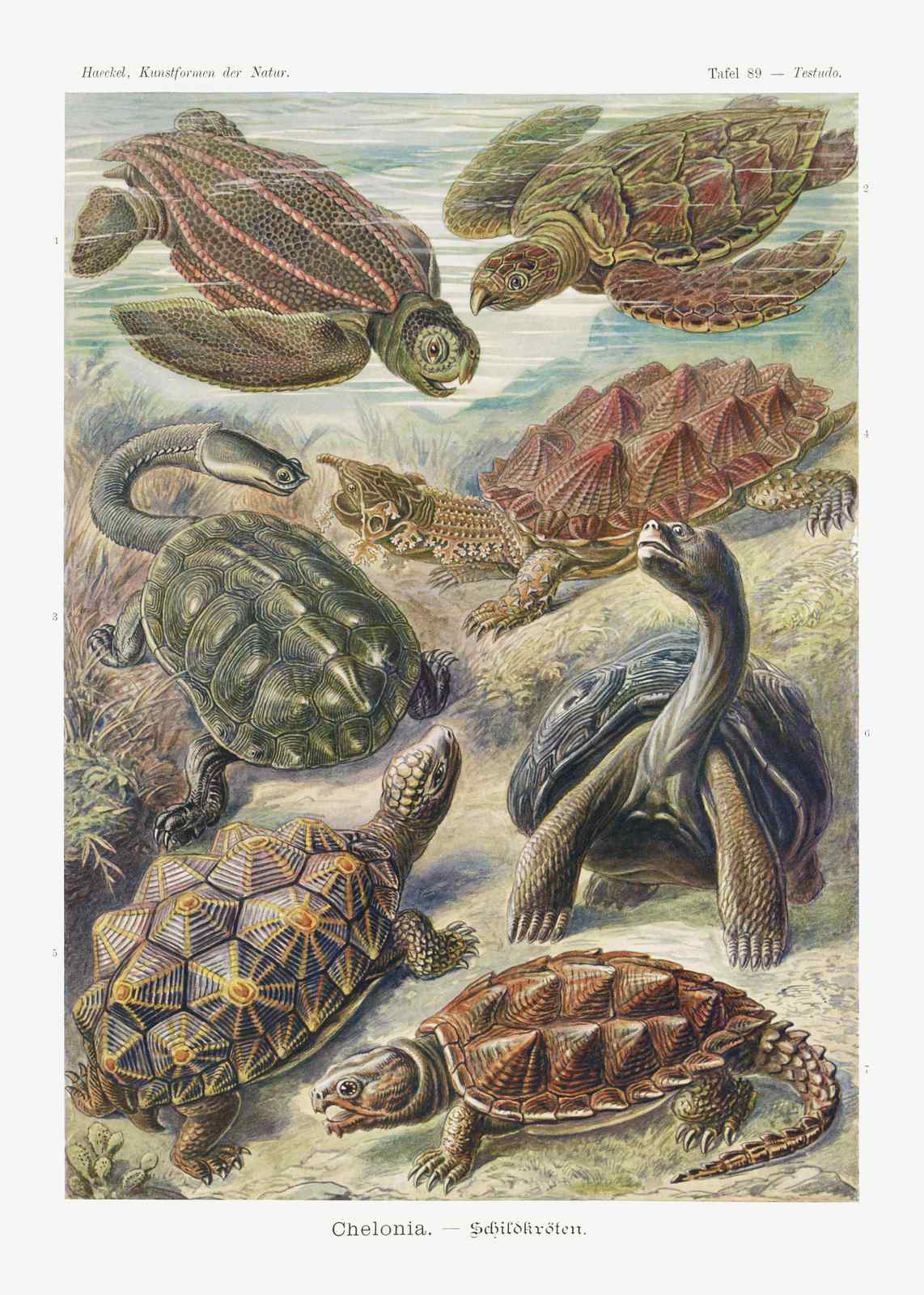 Vintage Turtle Species Art Wall Art