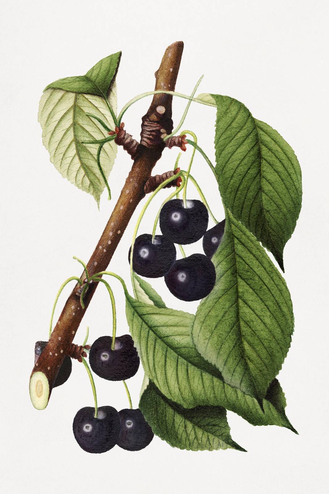 Botanical Cherry Branch Wall Art